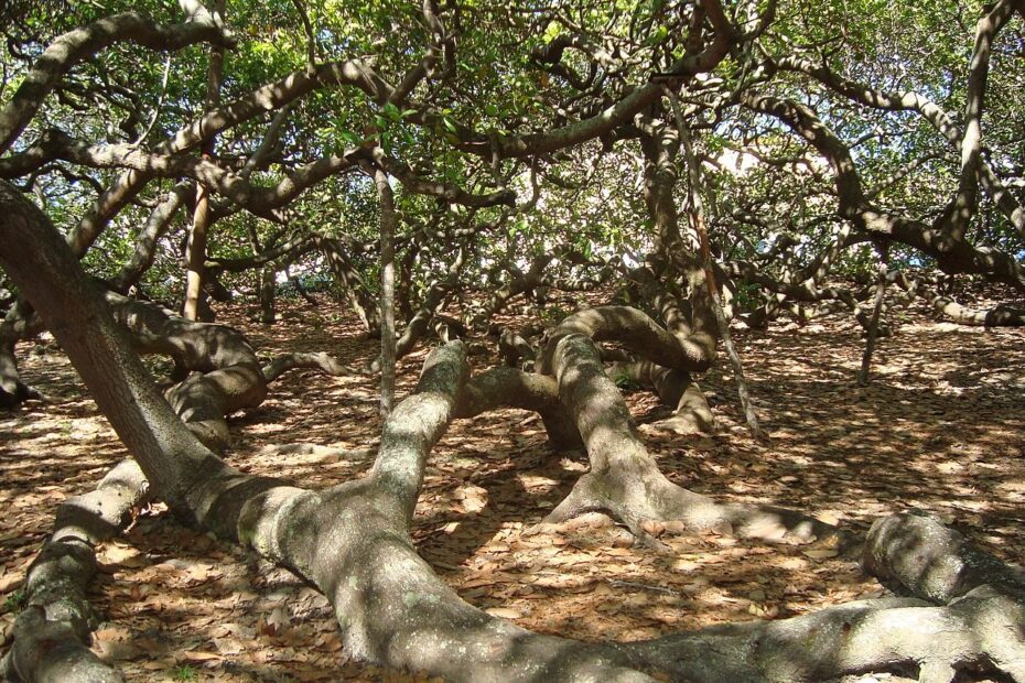 Cajueiro de Pirangi : l’anacardier géant du Brésil qui ressemble à une forêt le cajueiro de pirangi larbre a cajou geant qui se prend pour une foret 6 le cajueiro de pirangi larbre a cajou geant qui se prend pour une foret 6