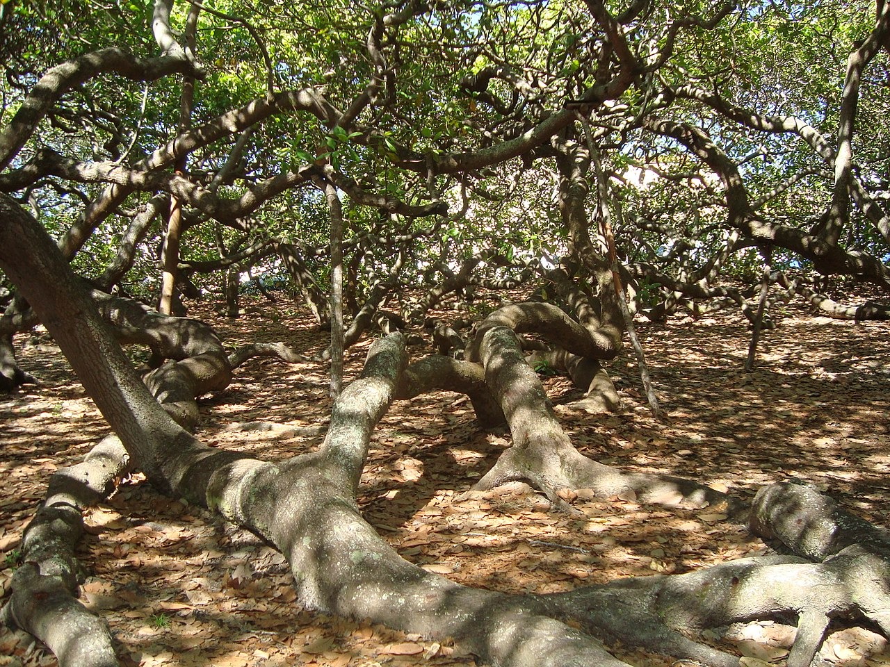 le cajueiro de pirangi larbre a cajou geant qui se prend pour une foret 6 le cajueiro de pirangi larbre a cajou geant qui se prend pour une foret 6