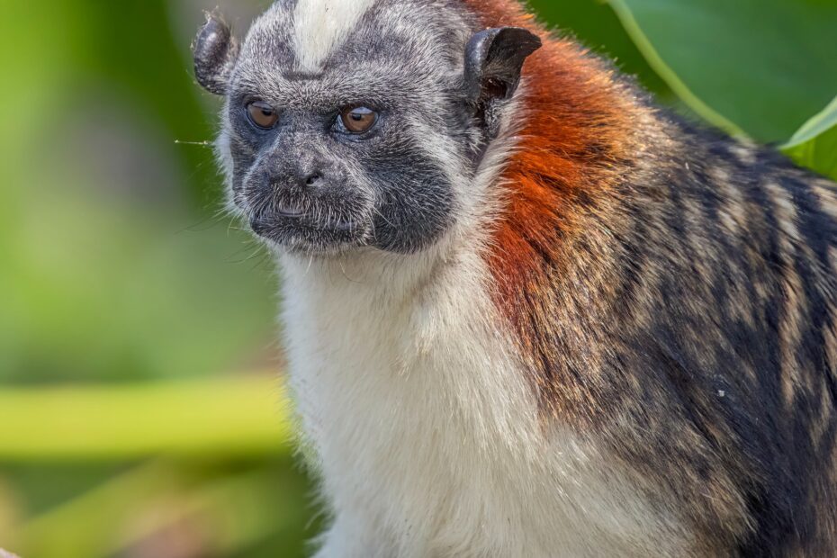 Le tamarin de Geoffroy, petit singe à l'air grincheux du Panama le tamarin de geoffroy petit singe a lair grincheux du panama 1 le tamarin de geoffroy petit singe a lair grincheux du panama 1