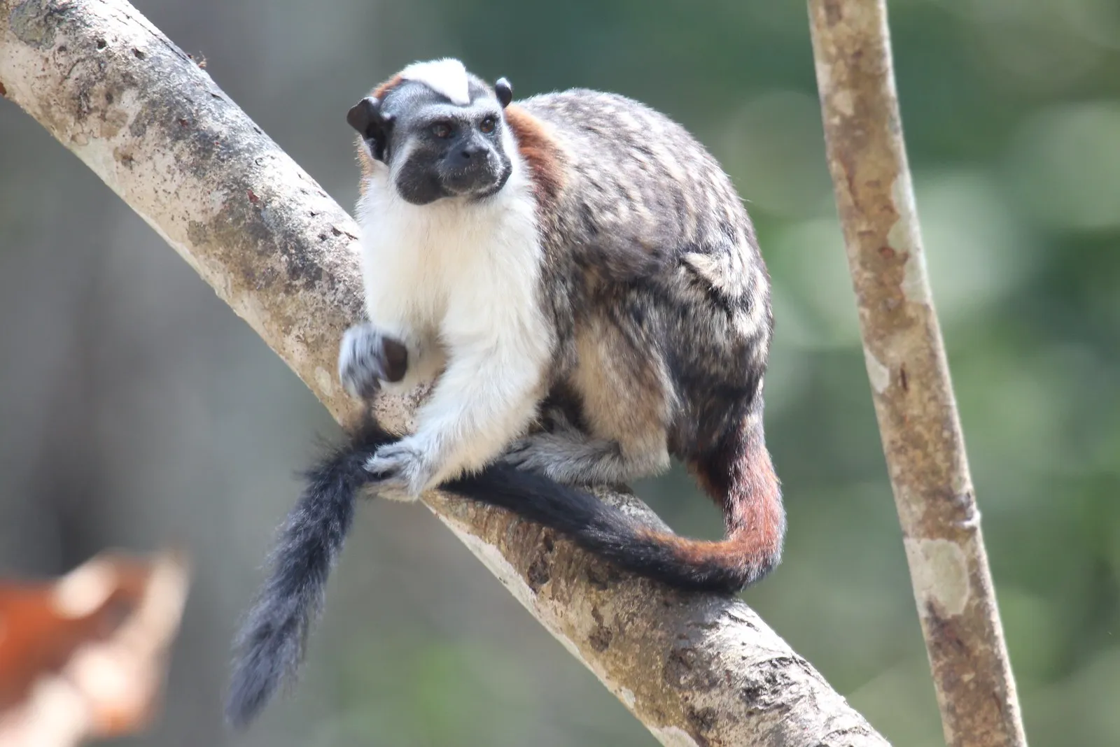 le tamarin de geoffroy petit singe a lair grincheux du panama 2 le tamarin de geoffroy petit singe a lair grincheux du panama 2