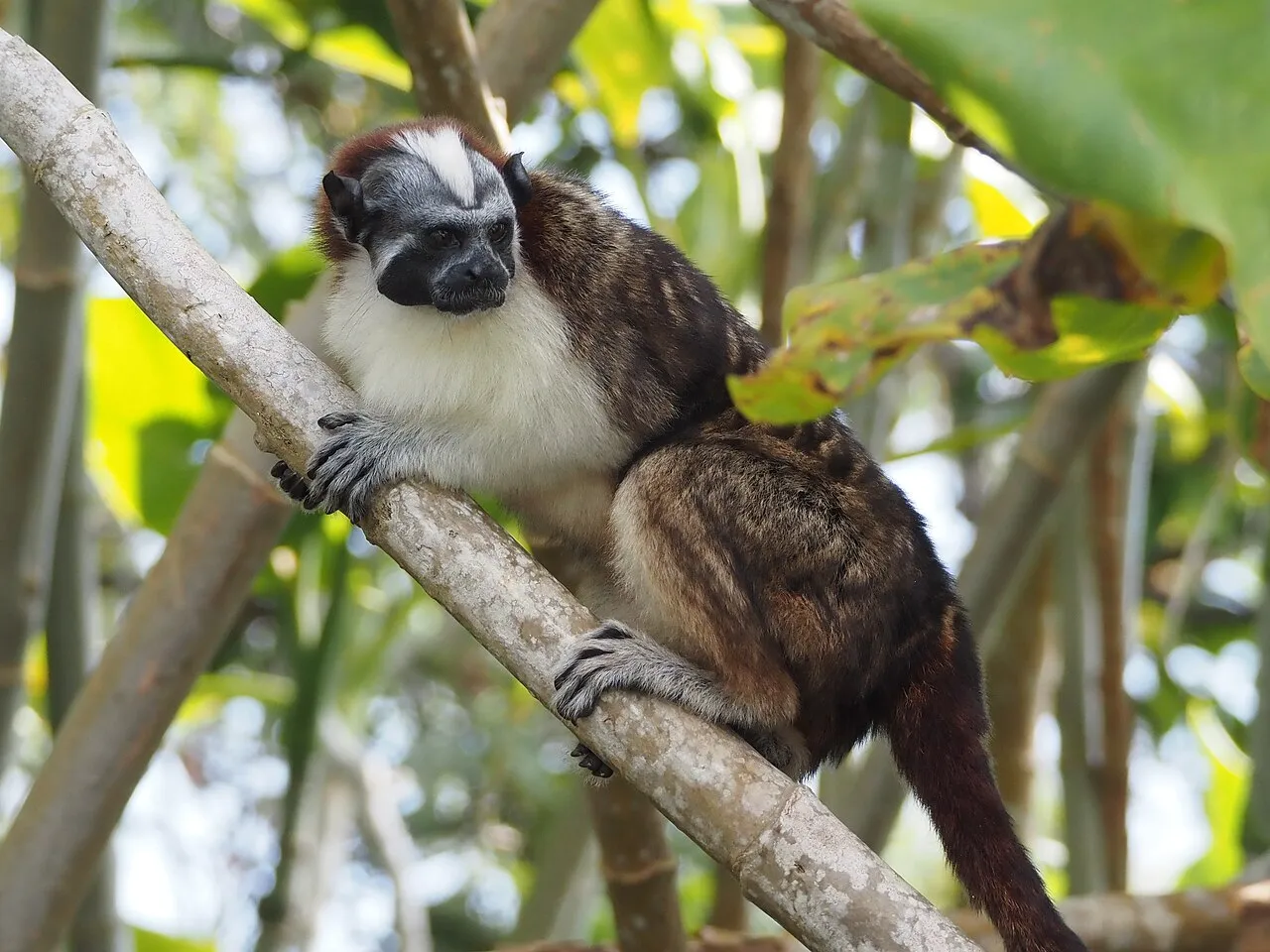 le tamarin de geoffroy petit singe a lair grincheux du panama 3 le tamarin de geoffroy petit singe a lair grincheux du panama 3