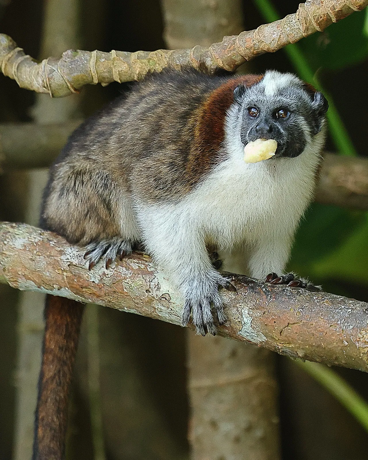 le tamarin de geoffroy petit singe a lair grincheux du panama 5 le tamarin de geoffroy petit singe a lair grincheux du panama 5