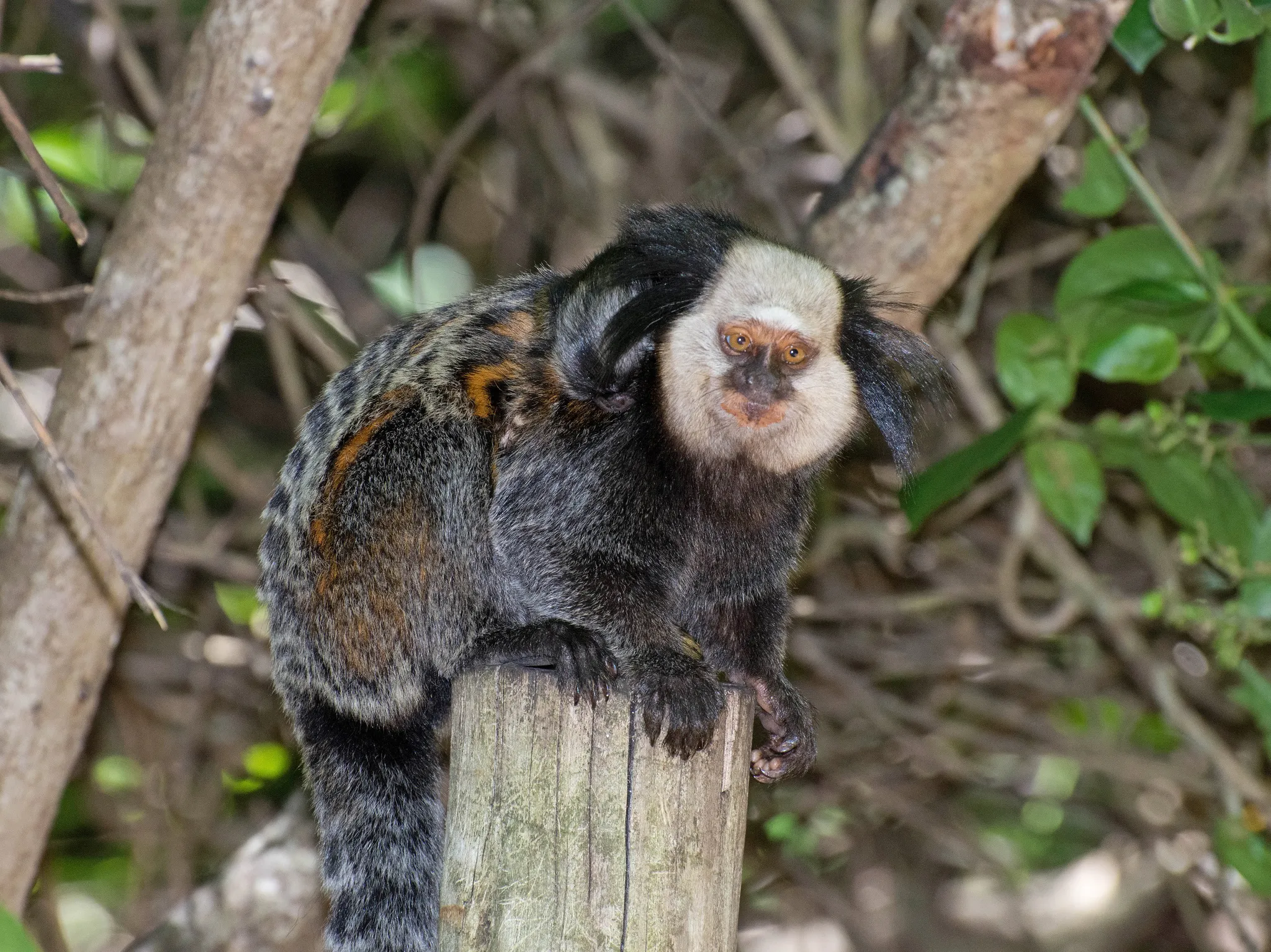 le tamarin de geoffroy petit singe a lair grincheux du panama 6 le tamarin de geoffroy petit singe a lair grincheux du panama 6