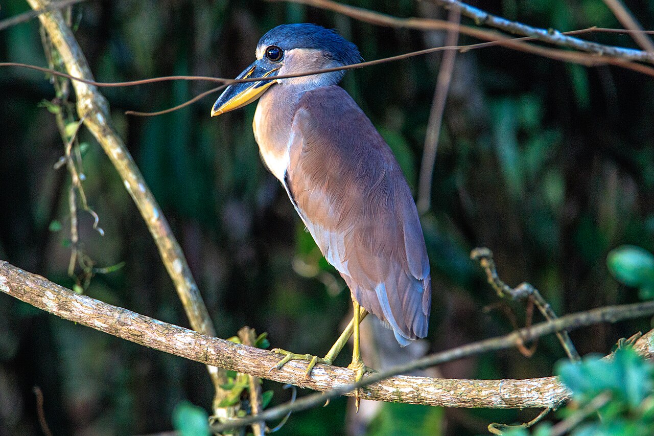 Savacou huppé Cochlearius cochlearius dans la forêt amazonienne en Équateur Savacou huppé Cochlearius cochlearius dans la forêt amazonienne en Équateur