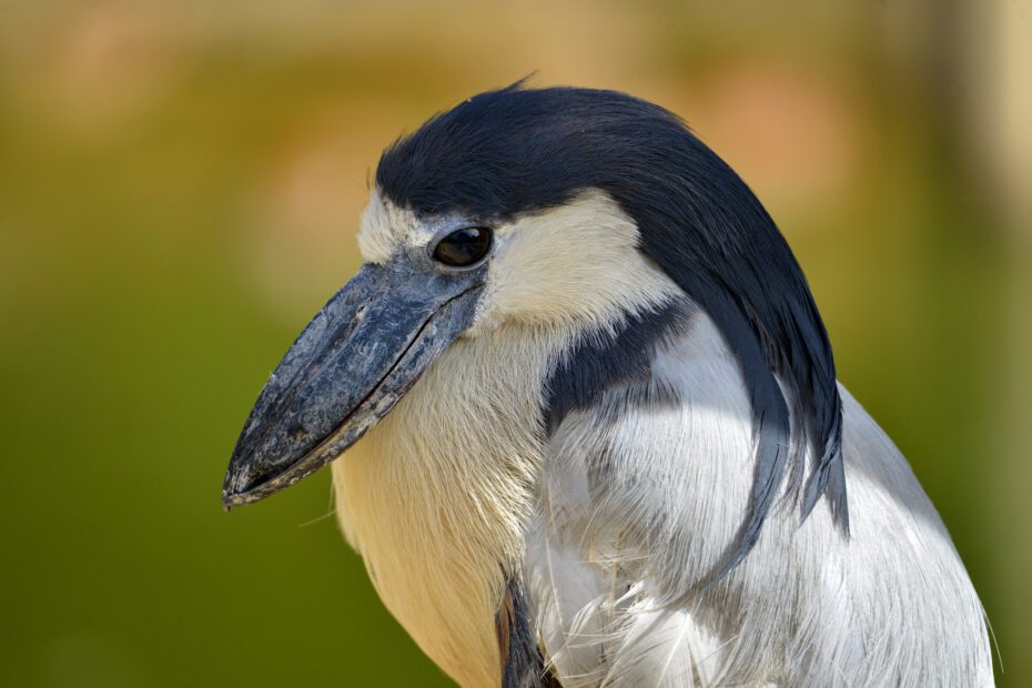Savacou huppé (Cochlearius cochlearius) : le héron au “bec en bateau” qui chasse dans l’ombre savacou huppe cochlearius cochlearius le heron au bec en bateau qui chasse dans lombre 1 savacou huppe cochlearius cochlearius le heron au bec en bateau qui chasse dans lombre 1