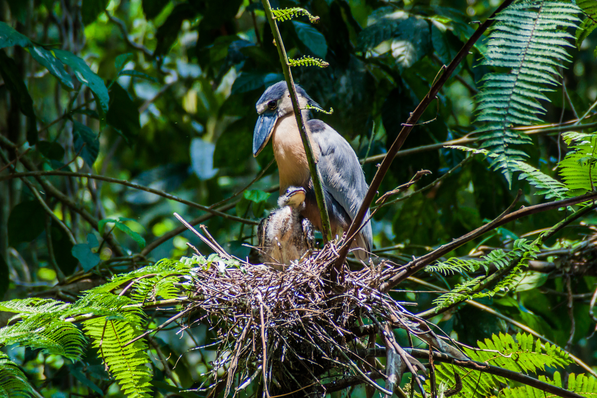 savacou huppe cochlearius cochlearius le heron au bec en bateau qui chasse dans lombre 10 nid de savacou huppe cochlearius cochlearius le heron au bec en bateau qui chasse dans lombre 10