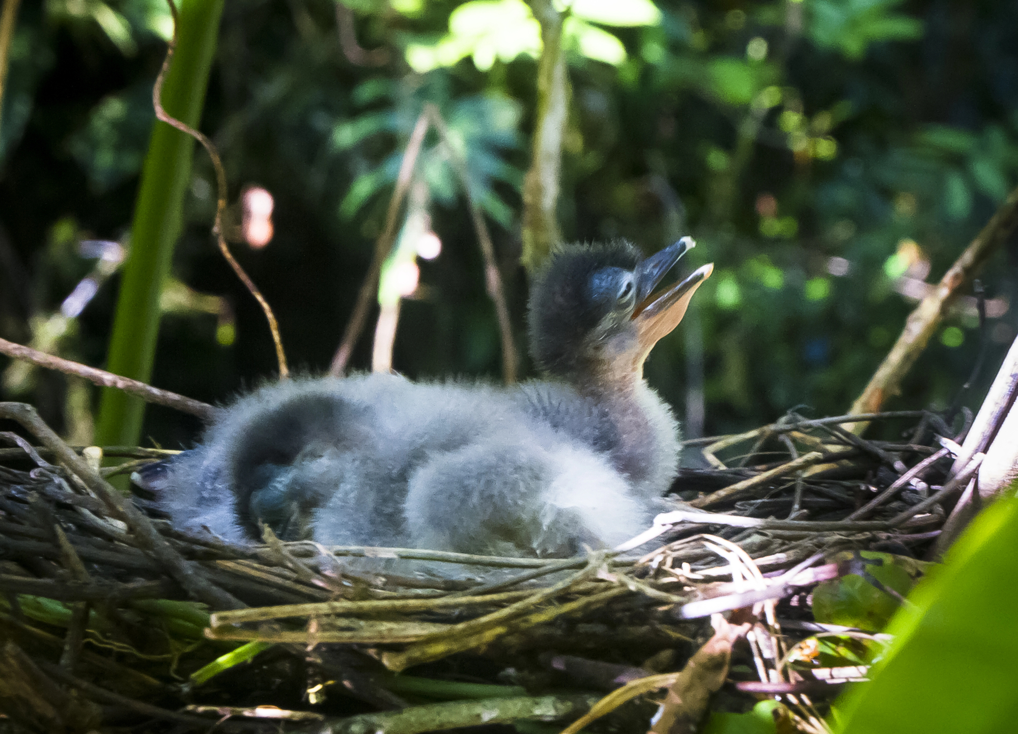savacou huppe cochlearius cochlearius le heron au bec en bateau qui chasse dans lombre 11 poussin de savacou huppe cochlearius cochlearius le heron au bec en bateau qui chasse dans lombre 11