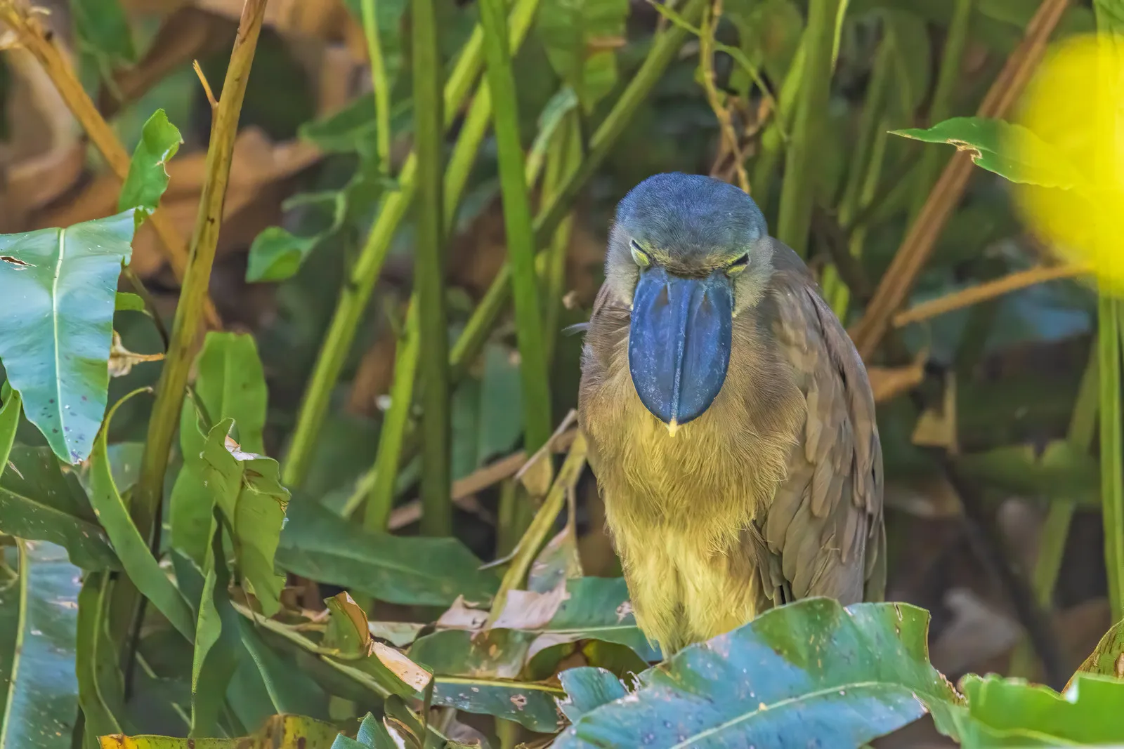 savacou huppe cochlearius cochlearius le heron au bec en bateau qui chasse dans lombre 3 savacou huppe cochlearius cochlearius le heron au bec en bateau qui chasse dans lombre 3