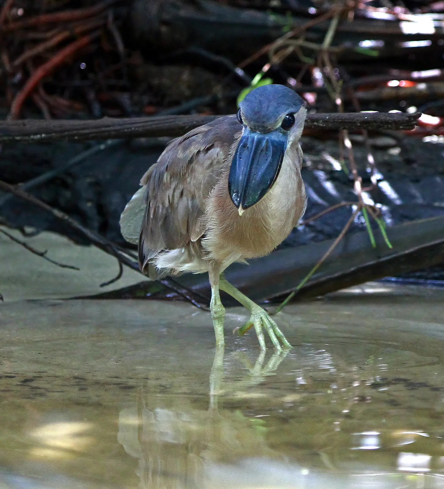 savacou huppe cochlearius cochlearius le heron au bec en bateau qui chasse dans lombre 4 savacou huppe cochlearius cochlearius le heron au bec en bateau qui chasse dans lombre 4