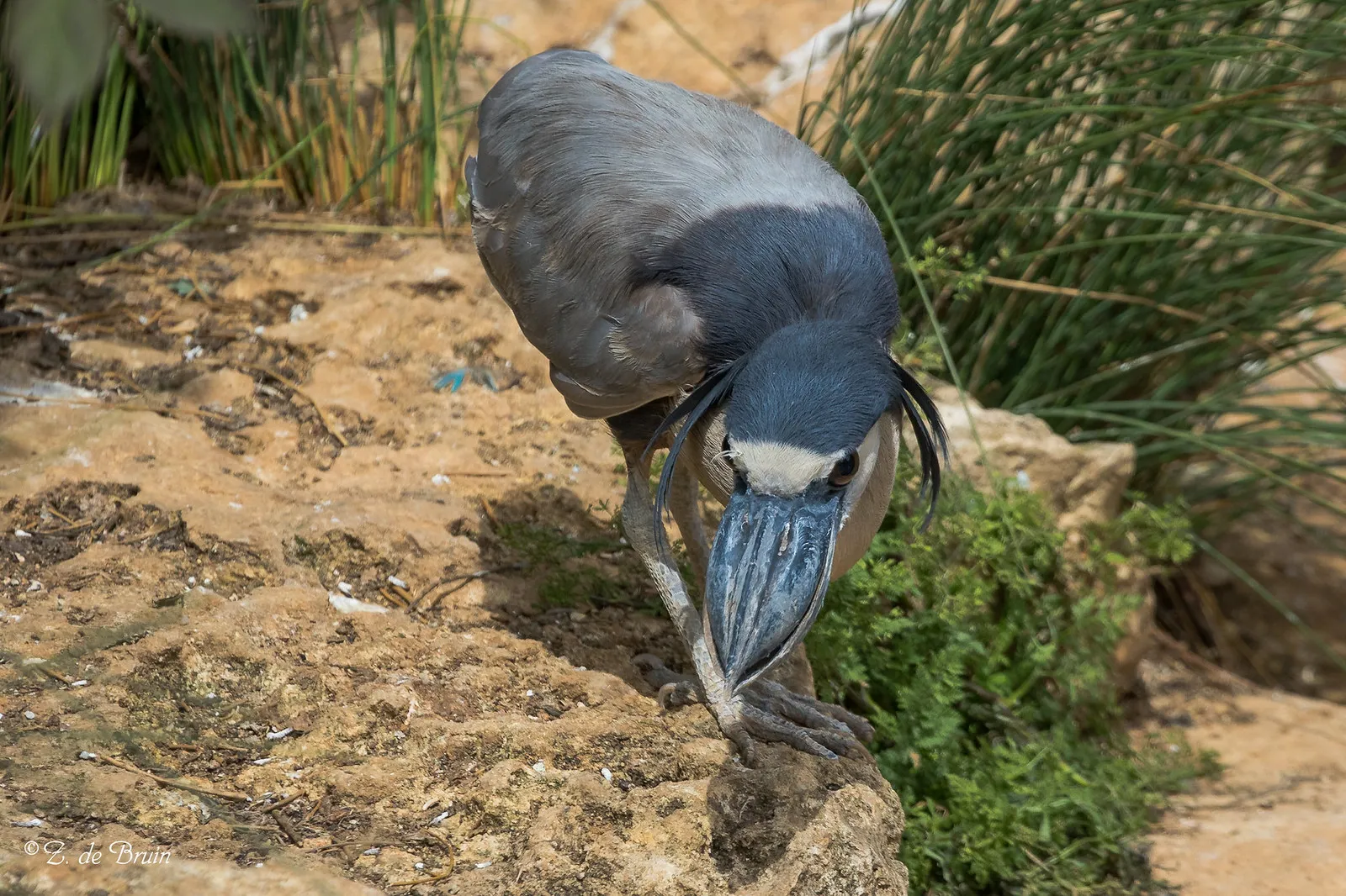 savacou huppe cochlearius cochlearius le heron au bec en bateau qui chasse dans lombre 5 savacou huppe cochlearius cochlearius le heron au bec en bateau qui chasse dans lombre 5