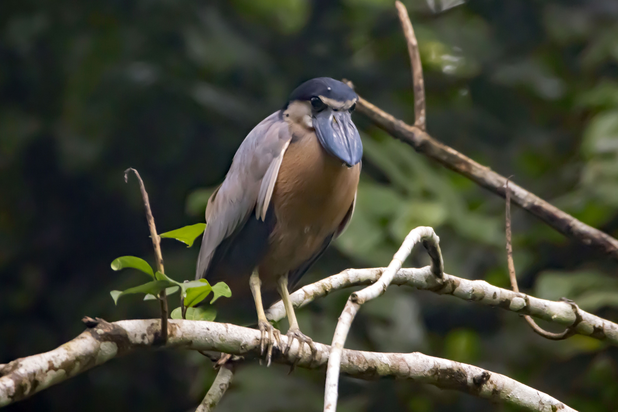 savacou huppe cochlearius cochlearius le heron au bec en bateau qui chasse dans lombre 6 savacou huppe cochlearius cochlearius le heron au bec en bateau qui chasse dans lombre 6