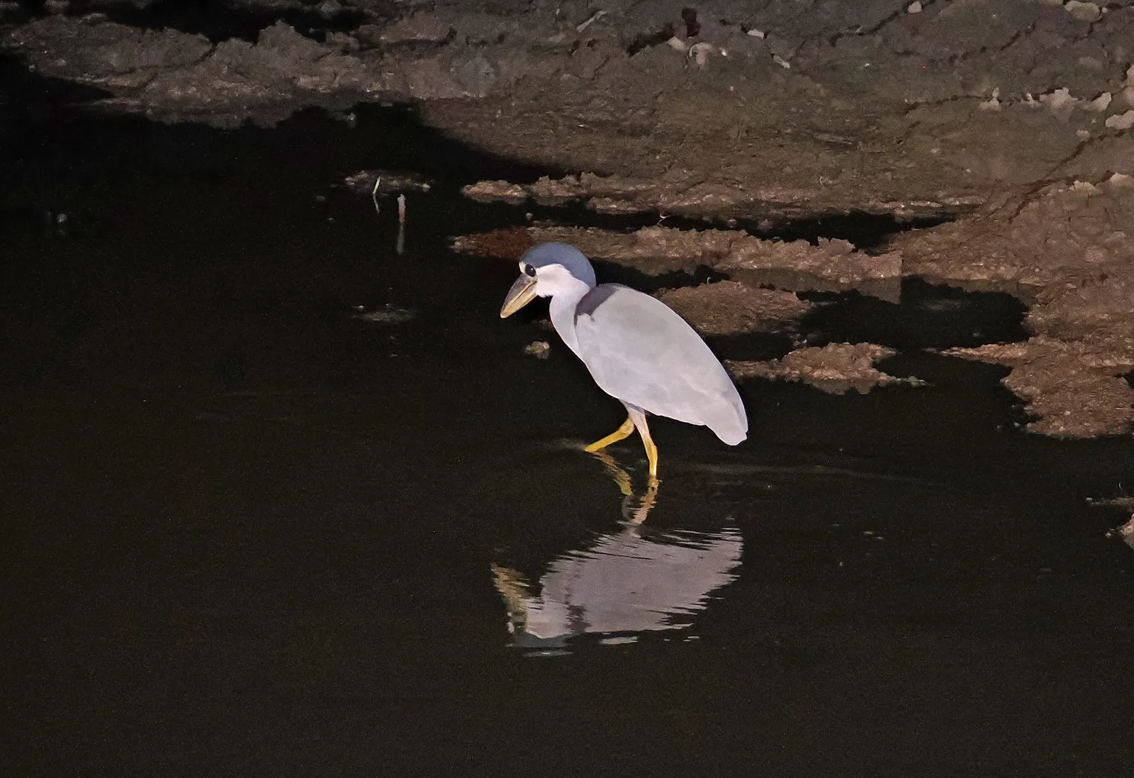 savacou huppe cochlearius cochlearius le heron au bec en bateau qui chasse dans lombre 7 savacou huppe cochlearius cochlearius le heron au bec en bateau qui chasse dans lombre 7