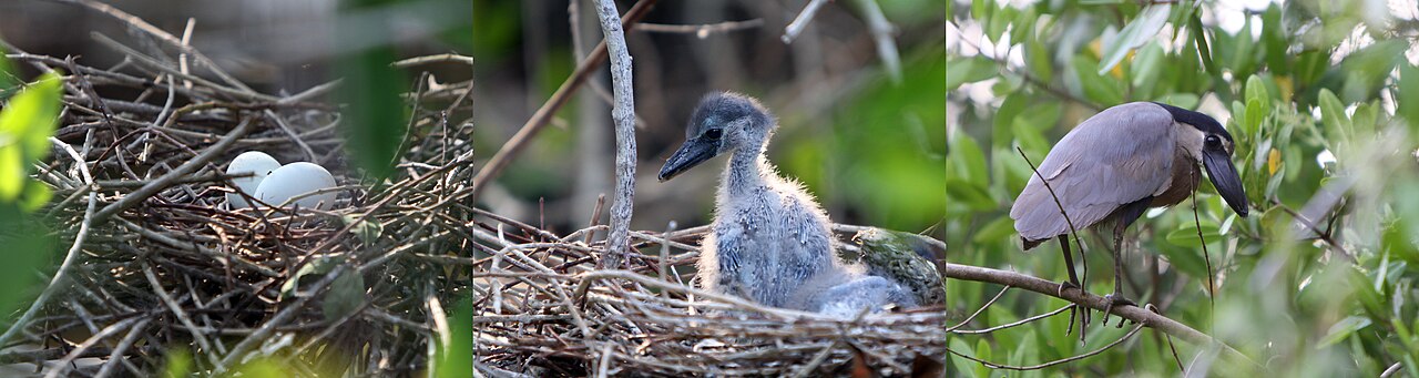 Jeunes Savacous huppés et adultes dans un nid de mangrove au Mexique Jeunes Savacous huppés et adultes dans un nid de mangrove au Mexique