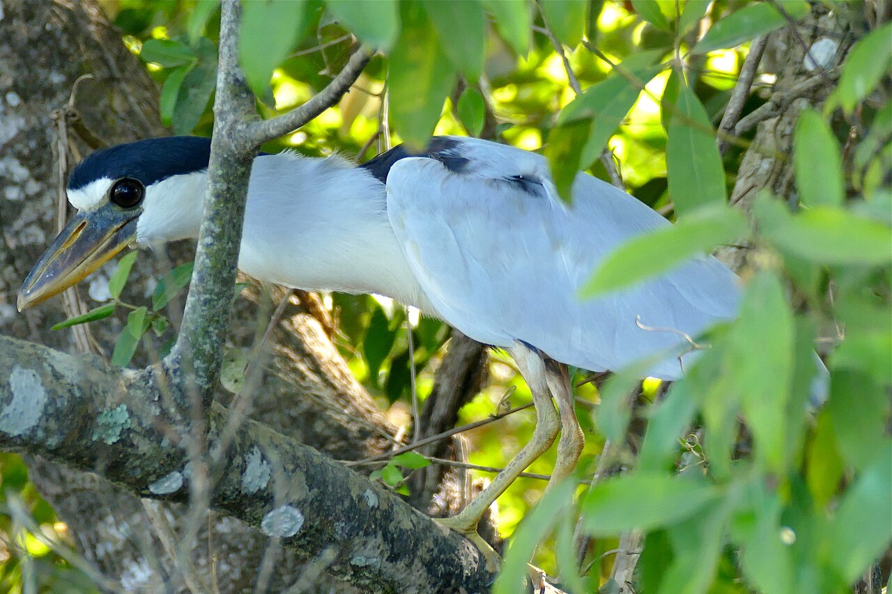 Savacou huppé adulte dans le Pantanal au Brésil Savacou huppé adulte dans le Pantanal au Brésil