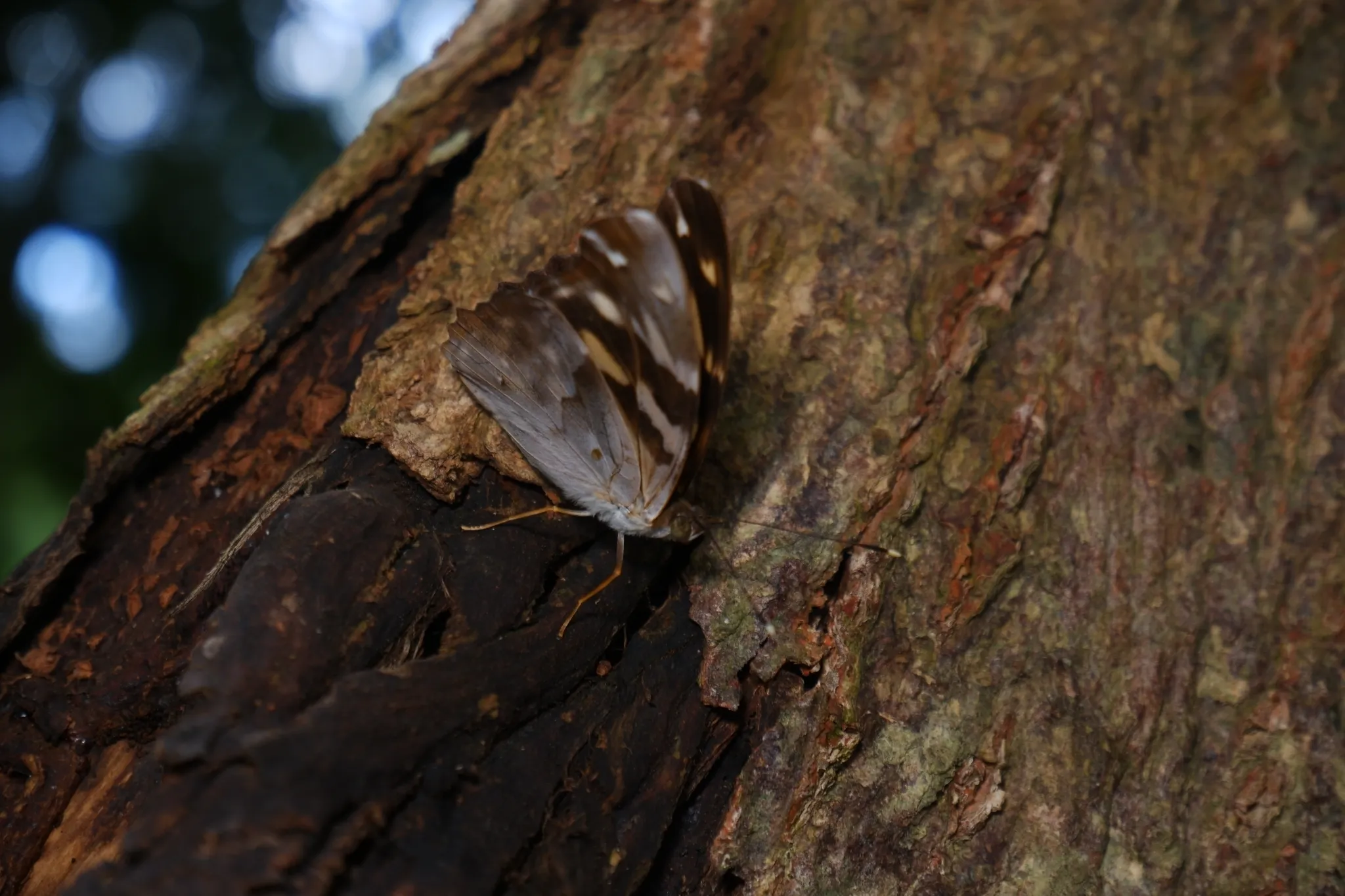 la chenille masquee du pasha herona marathus le petit dragon des forets dasie 3 la chenille masquee du pasha herona marathus le petit dragon des forets dasie 3