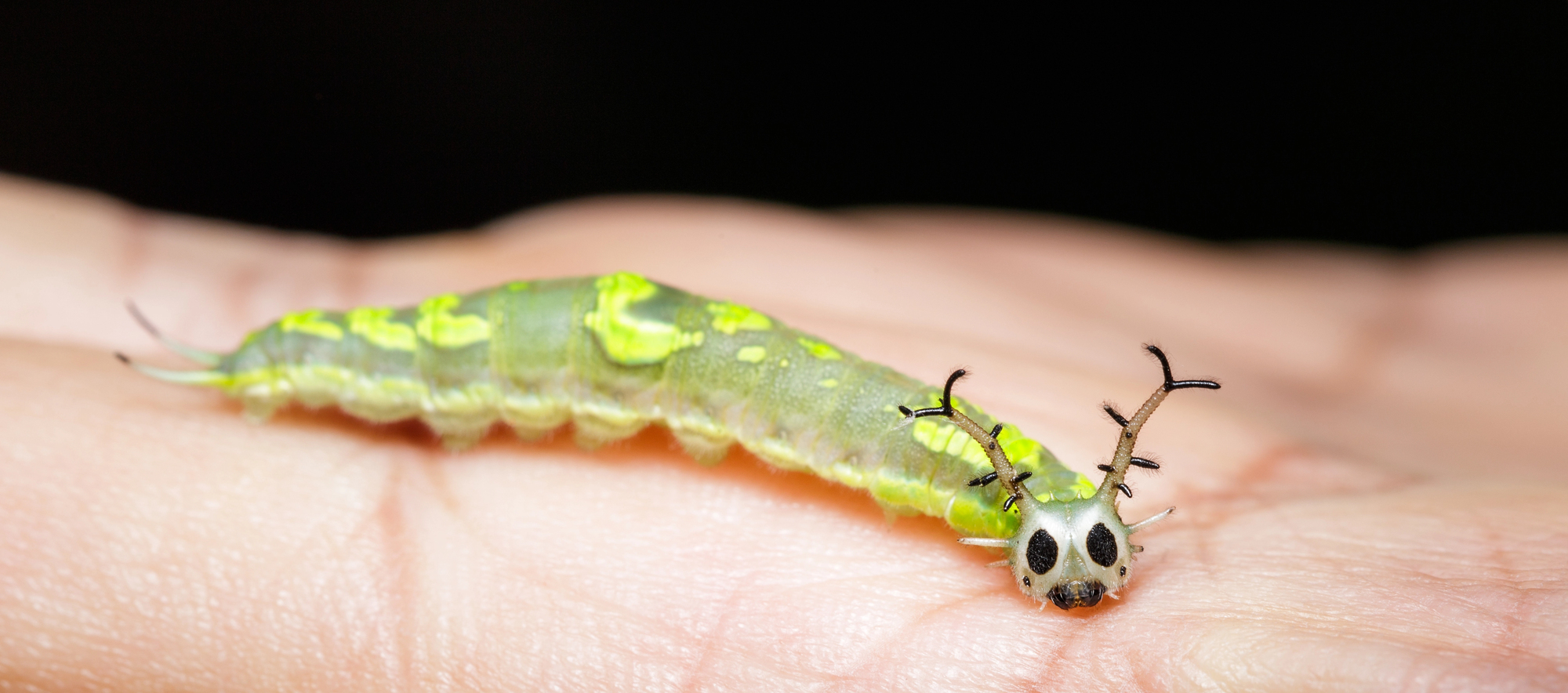 la chenille masquee du pasha herona marathus le petit dragon des forets dasie 4 la chenille masquee du pasha herona marathus le petit dragon des forets dasie 4