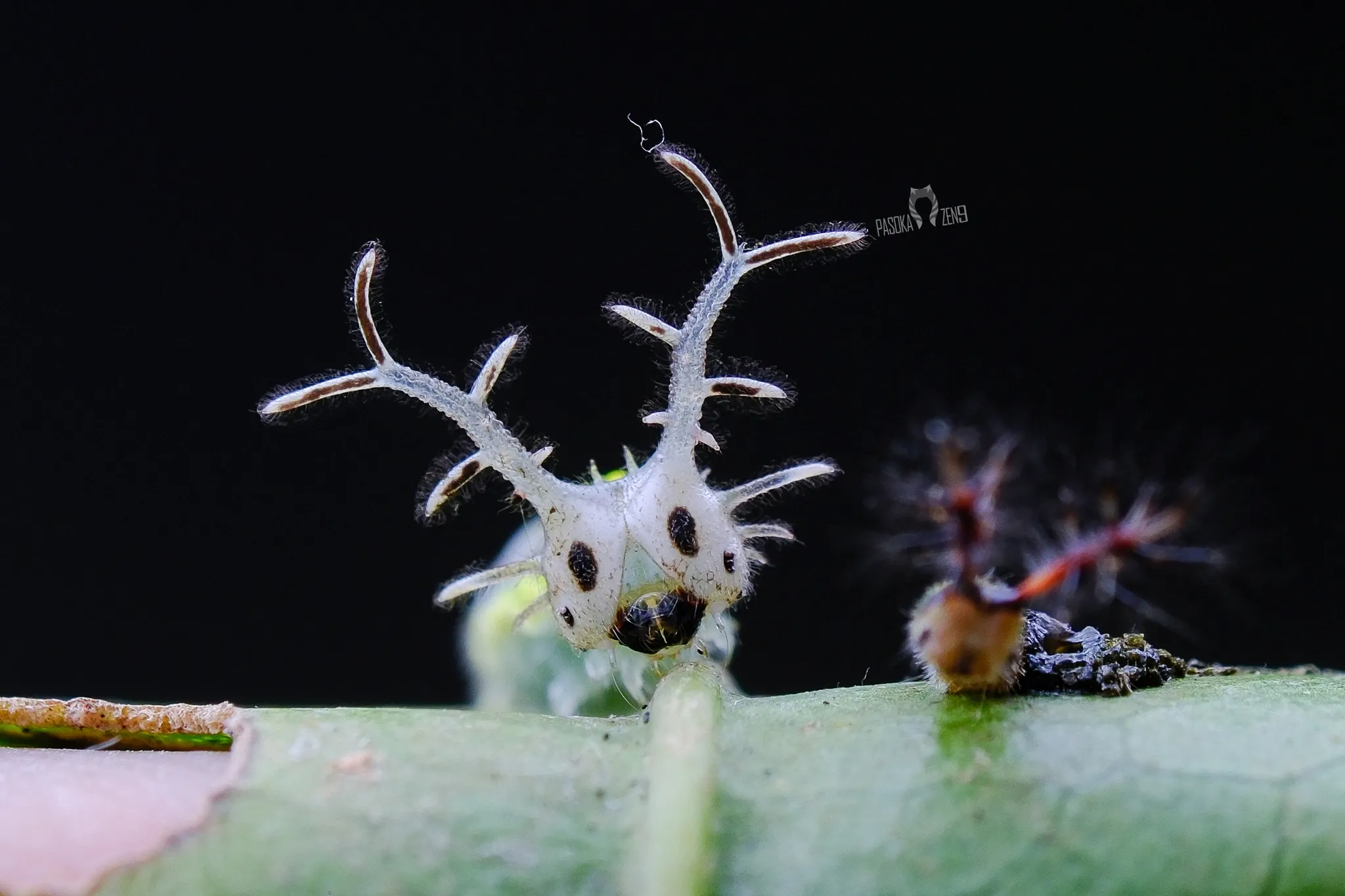 la chenille masquee du pasha herona marathus le petit dragon des forets dasie 6 la chenille masquee du pasha herona marathus le petit dragon des forets dasie 6