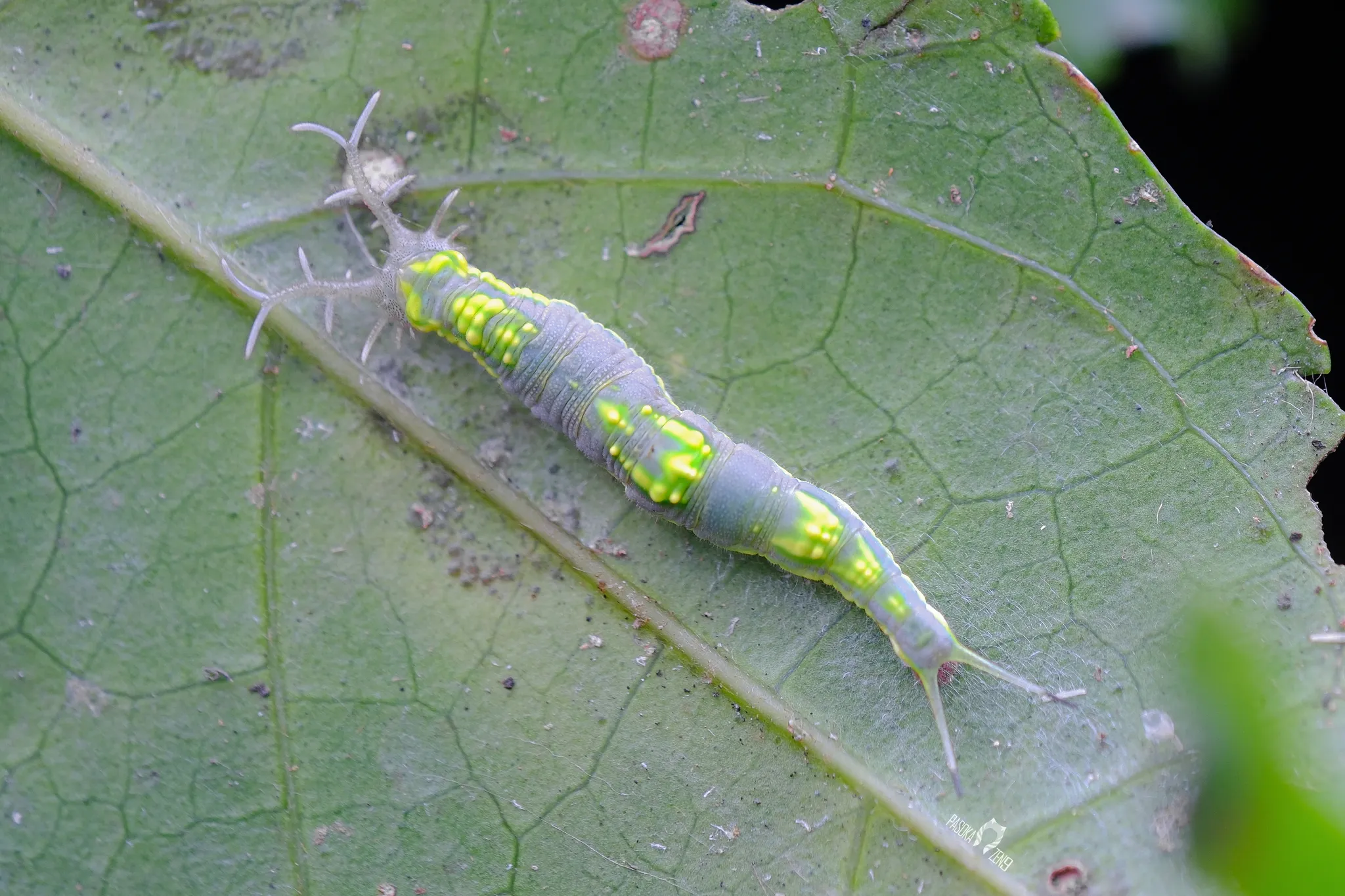 la chenille masquee du pasha herona marathus le petit dragon des forets dasie 7 la chenille masquee du pasha herona marathus le petit dragon des forets dasie 7