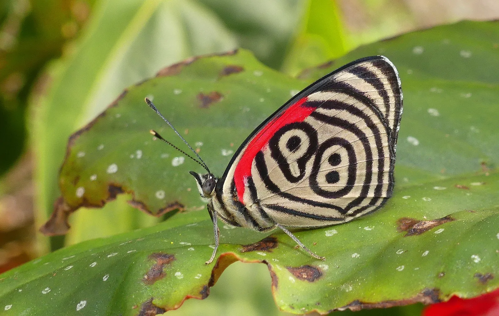 le papillon 88 mariposa 88 3 le papillon 88 mariposa 88 3