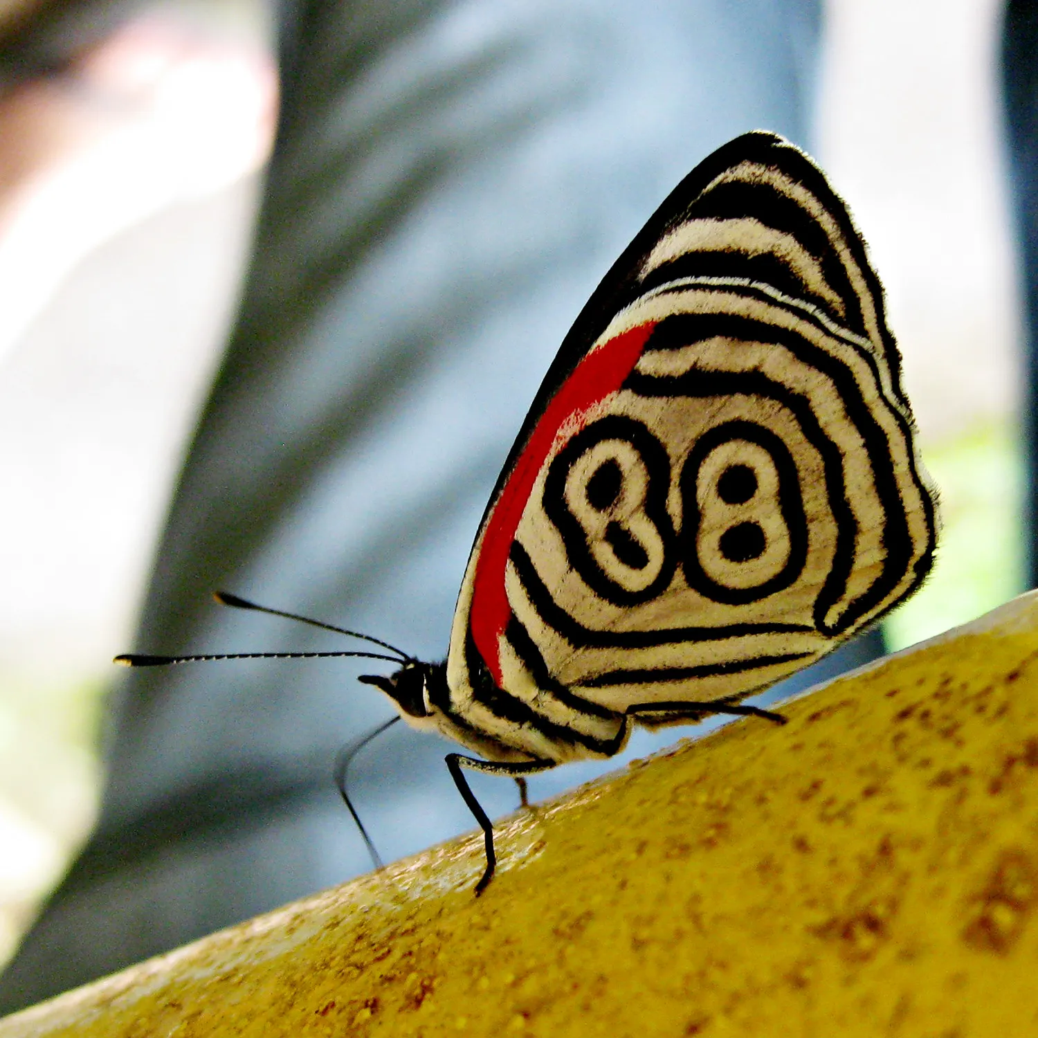 le papillon 88 mariposa 88 4 le papillon 88 mariposa 88 4