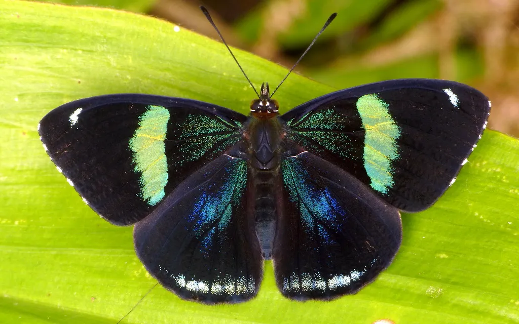 le papillon 88 mariposa 88 5 Diaethria clymena le papillon 88 mariposa 88 5 Diaethria clymena