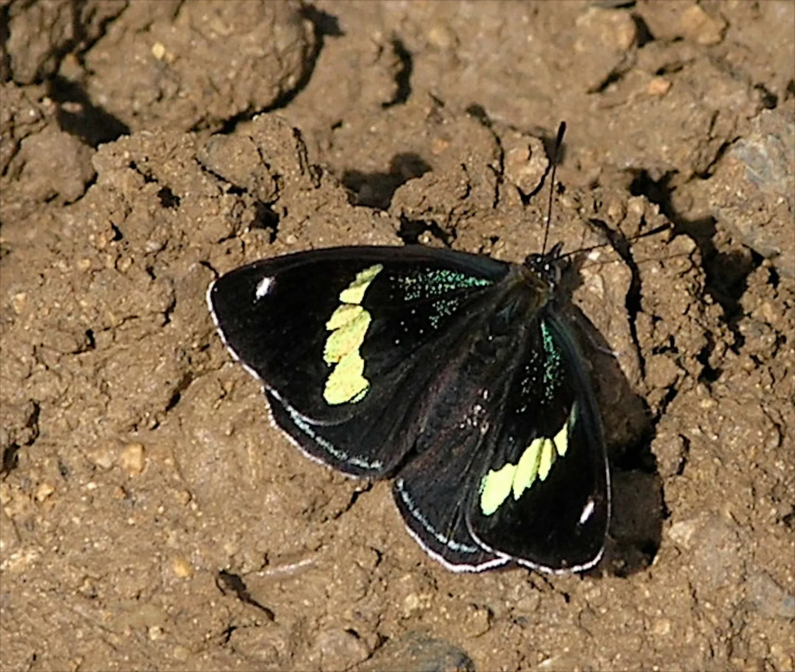 le papillon 88 mariposa 88 6 Diaethria anna le papillon 88 mariposa 88 6 Diaethria anna