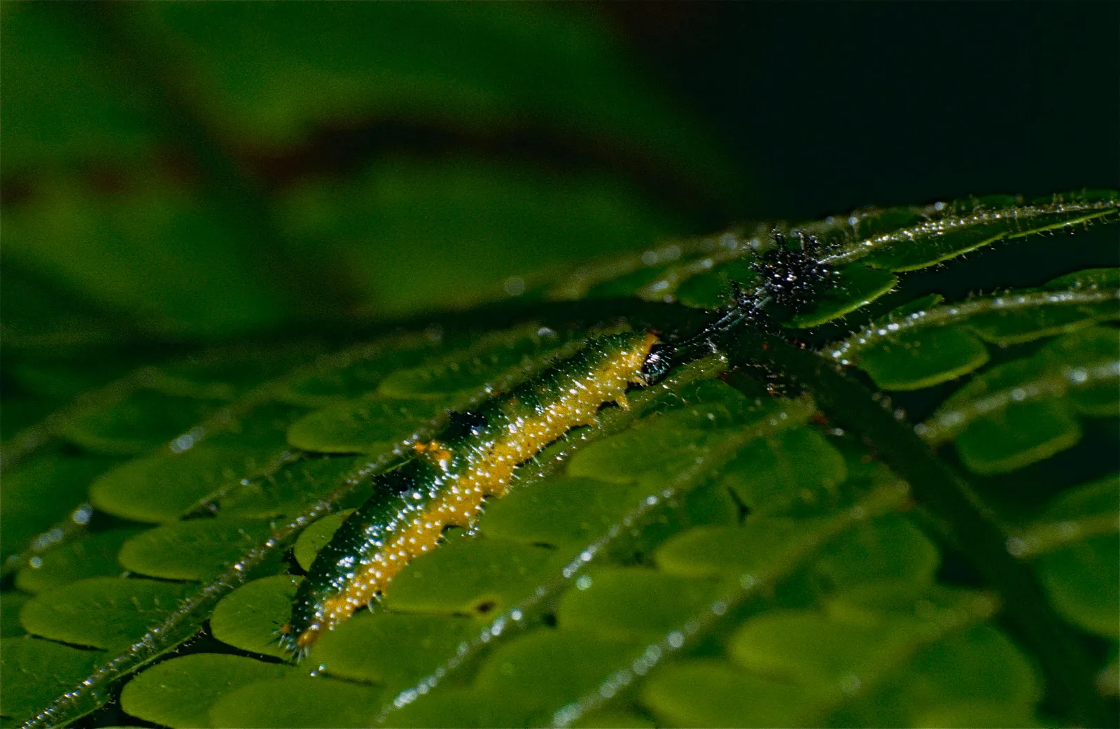 le papillon 88 mariposa 88 7 chenille Diaethria clymena le papillon 88 mariposa 88 7 chenille Diaethria clymena
