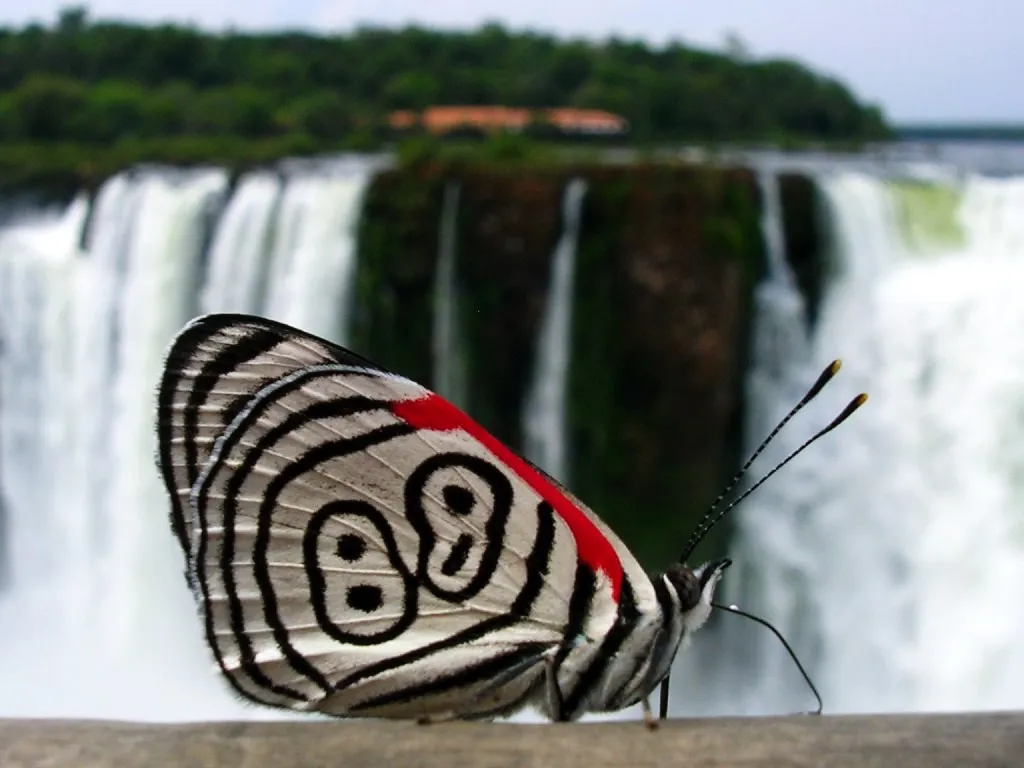 le papillon 88 mariposa 88 8 le papillon 88 mariposa 88 8