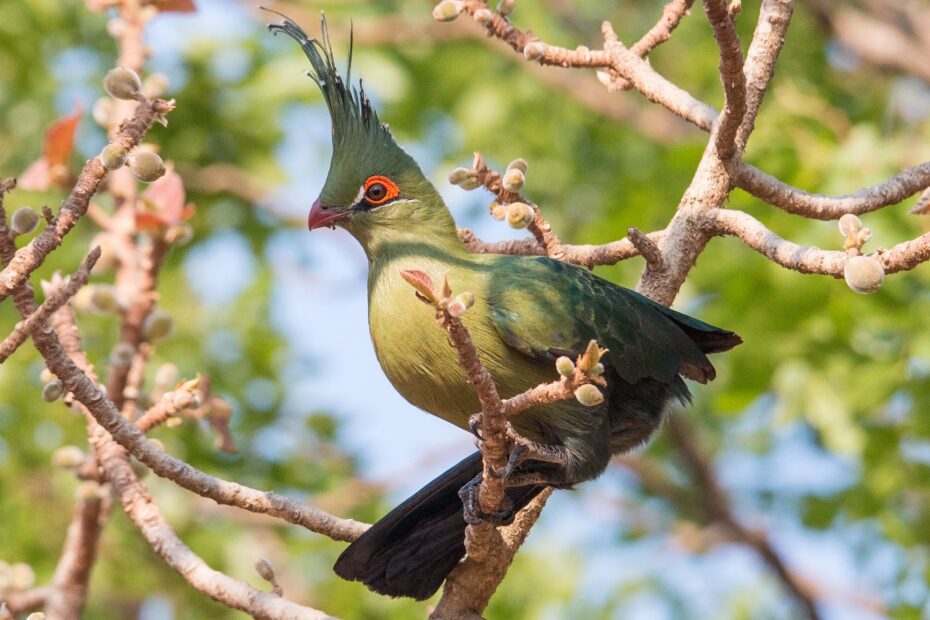 touraco de schalow tauraco schalowi la crete verte qui met lafrique en technicolor 1