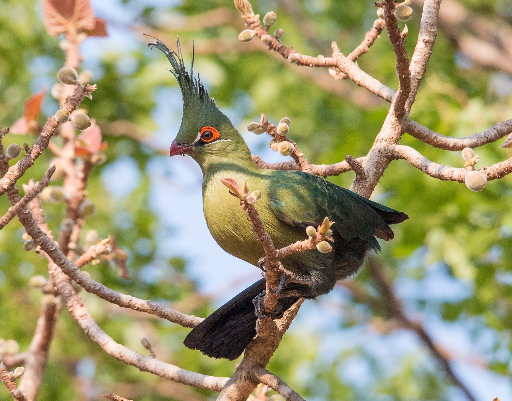 touraco de schalow tauraco schalowi la crete verte qui met lafrique en technicolor 1 touraco de schalow tauraco schalowi la crete verte qui met lafrique en technicolor 1
