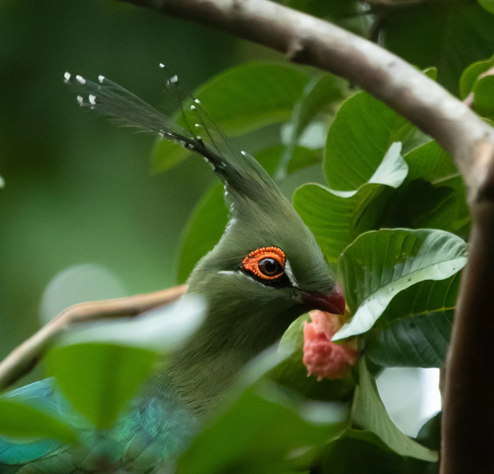 touraco de schalow tauraco schalowi la crete verte qui met lafrique en technicolor 10 touraco de schalow tauraco schalowi la crete verte qui met lafrique en technicolor 10