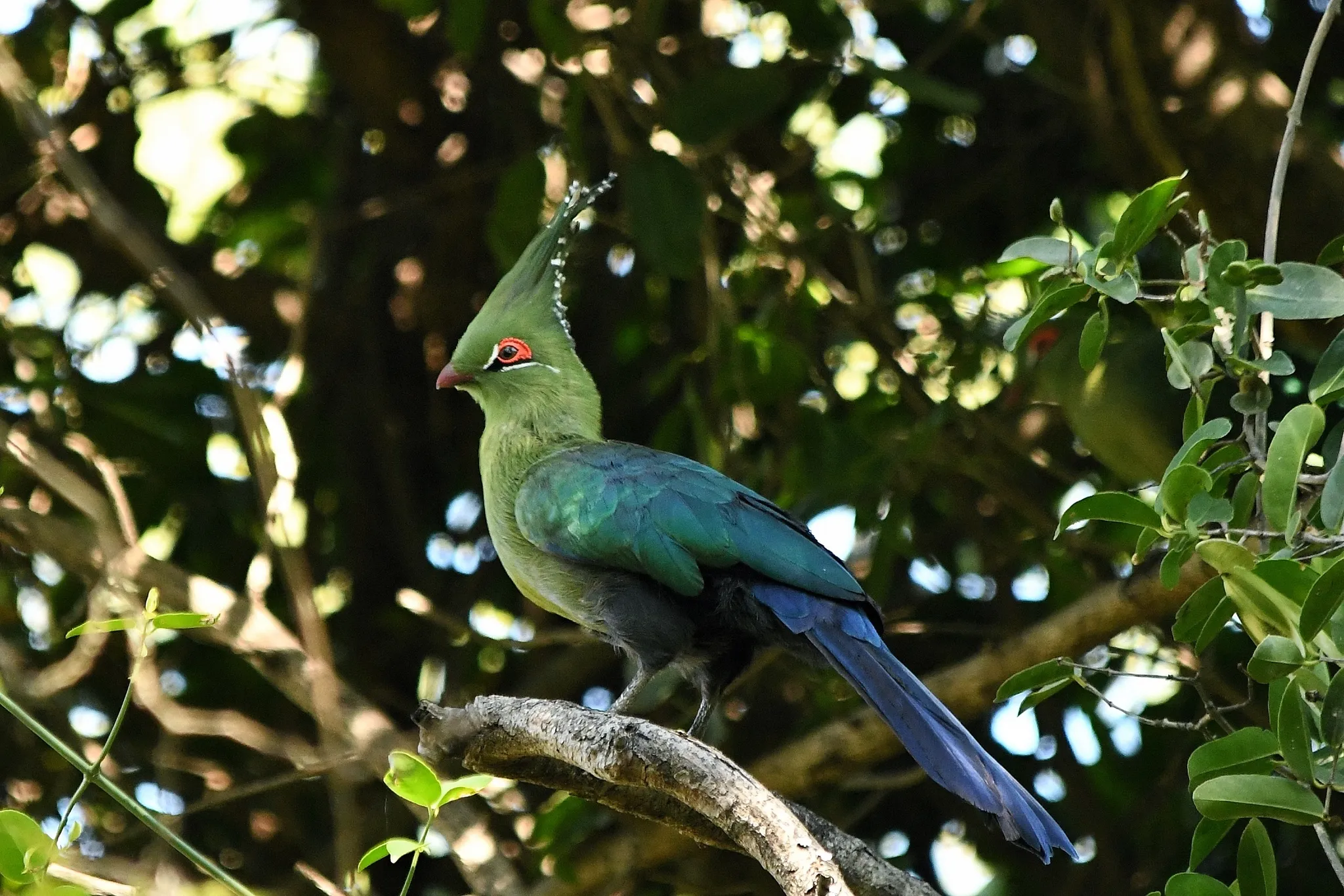 touraco de schalow tauraco schalowi la crete verte qui met lafrique en technicolor 11 touraco de schalow tauraco schalowi la crete verte qui met lafrique en technicolor 11