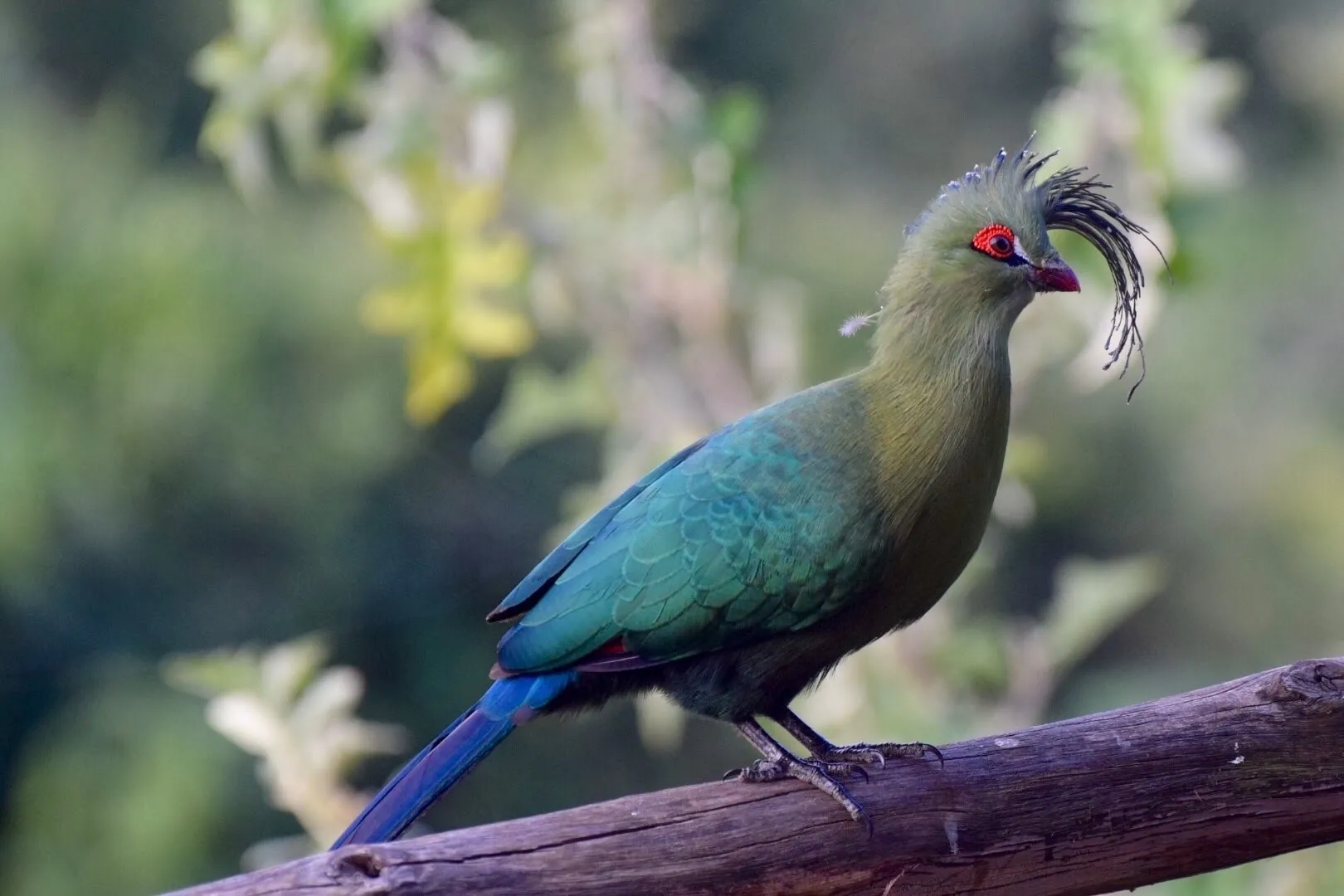 touraco de schalow tauraco schalowi la crete verte qui met lafrique en technicolor 4 touraco de schalow tauraco schalowi la crete verte qui met lafrique en technicolor 4
