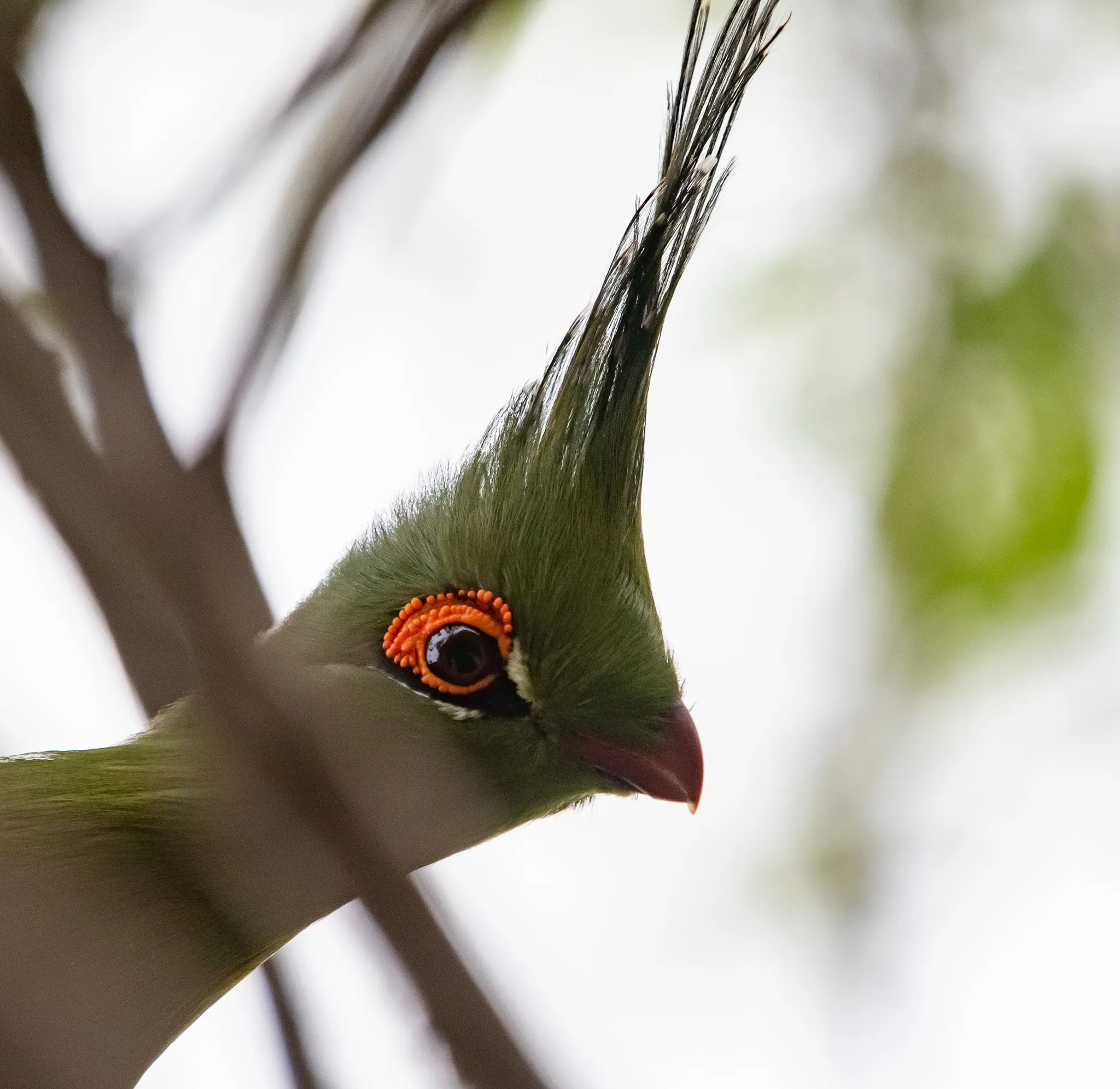 touraco de schalow tauraco schalowi la crete verte qui met lafrique en technicolor 5 touraco de schalow tauraco schalowi la crete verte qui met lafrique en technicolor 5