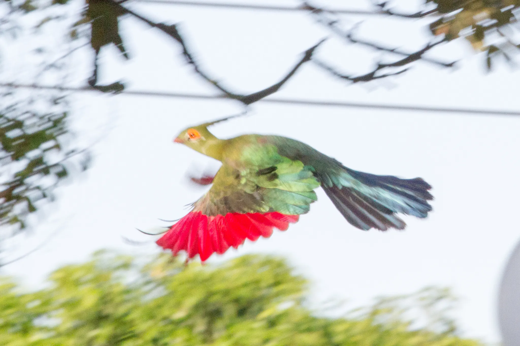 touraco de schalow tauraco schalowi la crete verte qui met lafrique en technicolor 6 touraco de schalow tauraco schalowi la crete verte qui met lafrique en technicolor 6