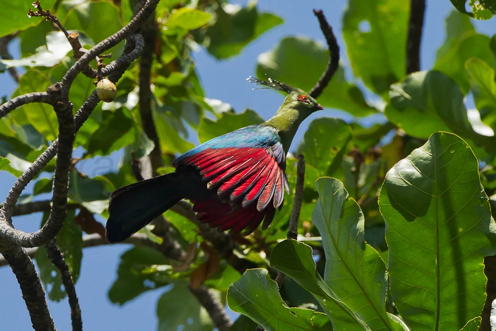 touraco de schalow tauraco schalowi la crete verte qui met lafrique en technicolor 7 touraco de schalow tauraco schalowi la crete verte qui met lafrique en technicolor 7