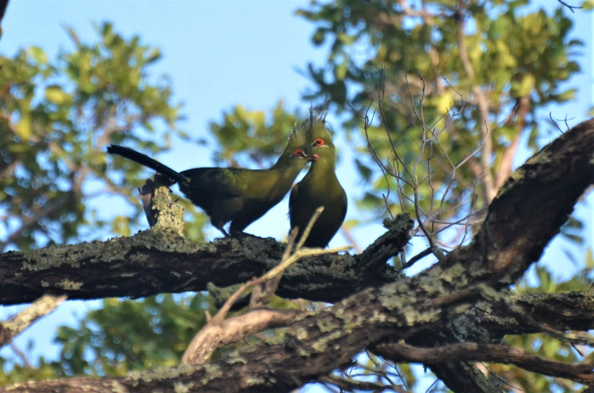touraco de schalow tauraco schalowi la crete verte qui met lafrique en technicolor 8 touraco de schalow tauraco schalowi la crete verte qui met lafrique en technicolor 8