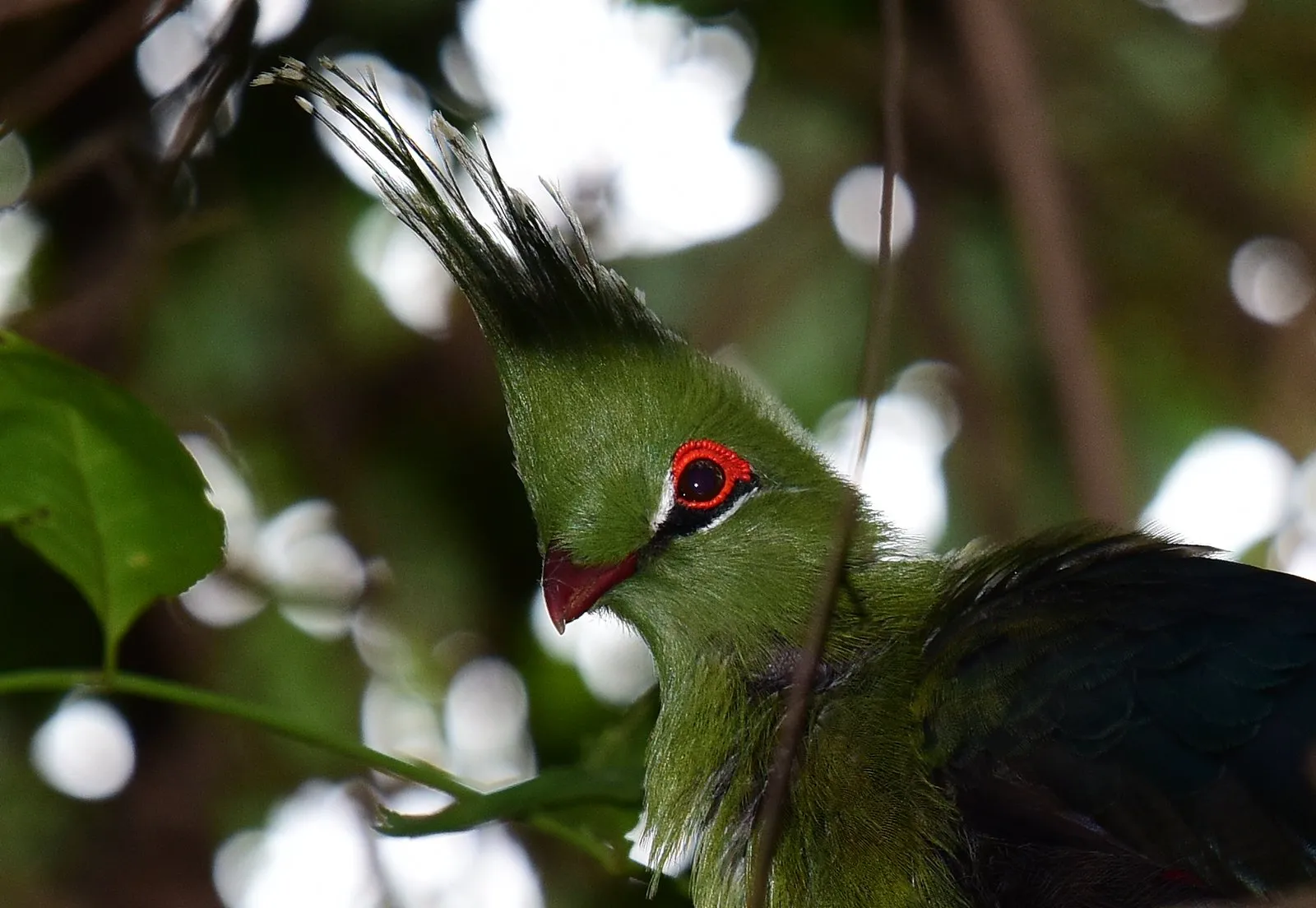 touraco de schalow tauraco schalowi la crete verte qui met lafrique en technicolor 9 touraco de schalow tauraco schalowi la crete verte qui met lafrique en technicolor 9