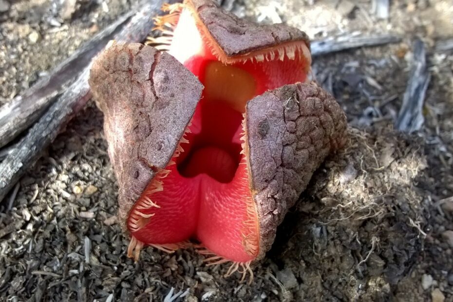 Hydnora africana, la plante parasite souterraine qui sent la charogne hydnora africana la plante parasite souterraine qui sent la charogne 1 hydnora africana la plante parasite souterraine qui sent la charogne 1