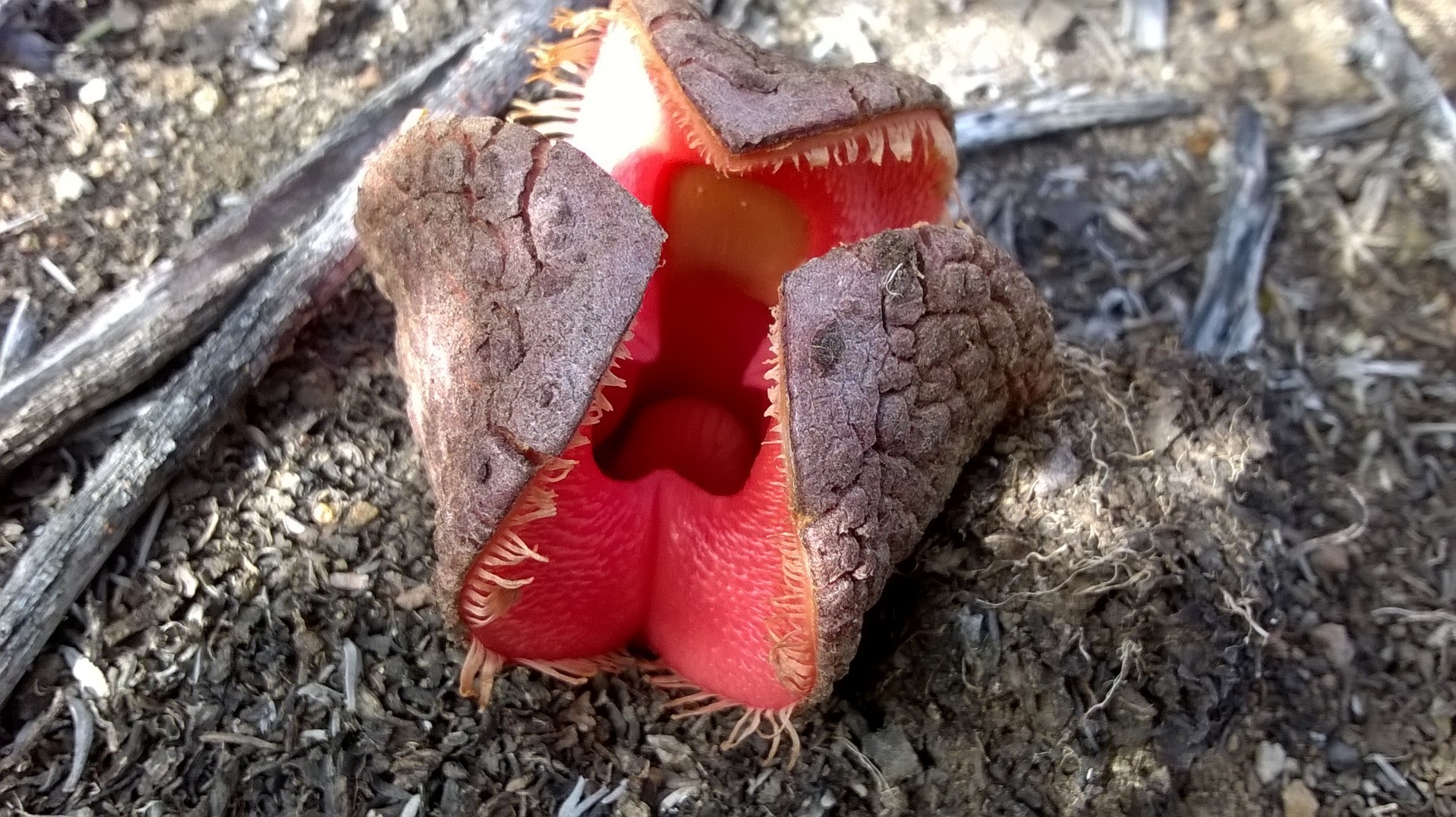 Hydnora africana, la plante parasite souterraine qui sent la charogne hydnora africana la plante parasite souterraine qui sent la charogne 1 Hydnora africana, la plante parasite souterraine qui sent la charogne