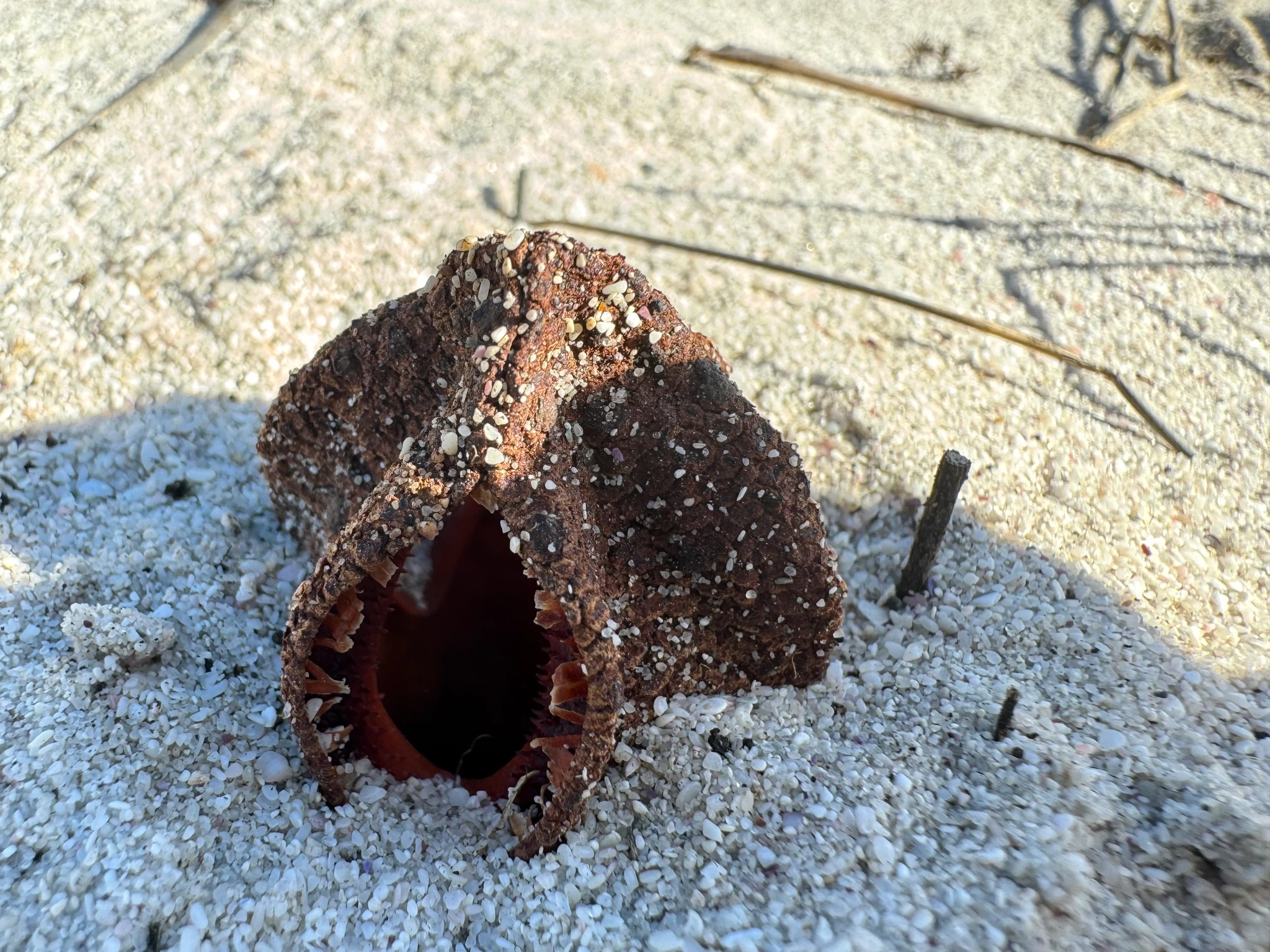 hydnora africana la plante parasite souterraine qui sent la charogne 2 hydnora africana la plante parasite souterraine qui sent la charogne 2