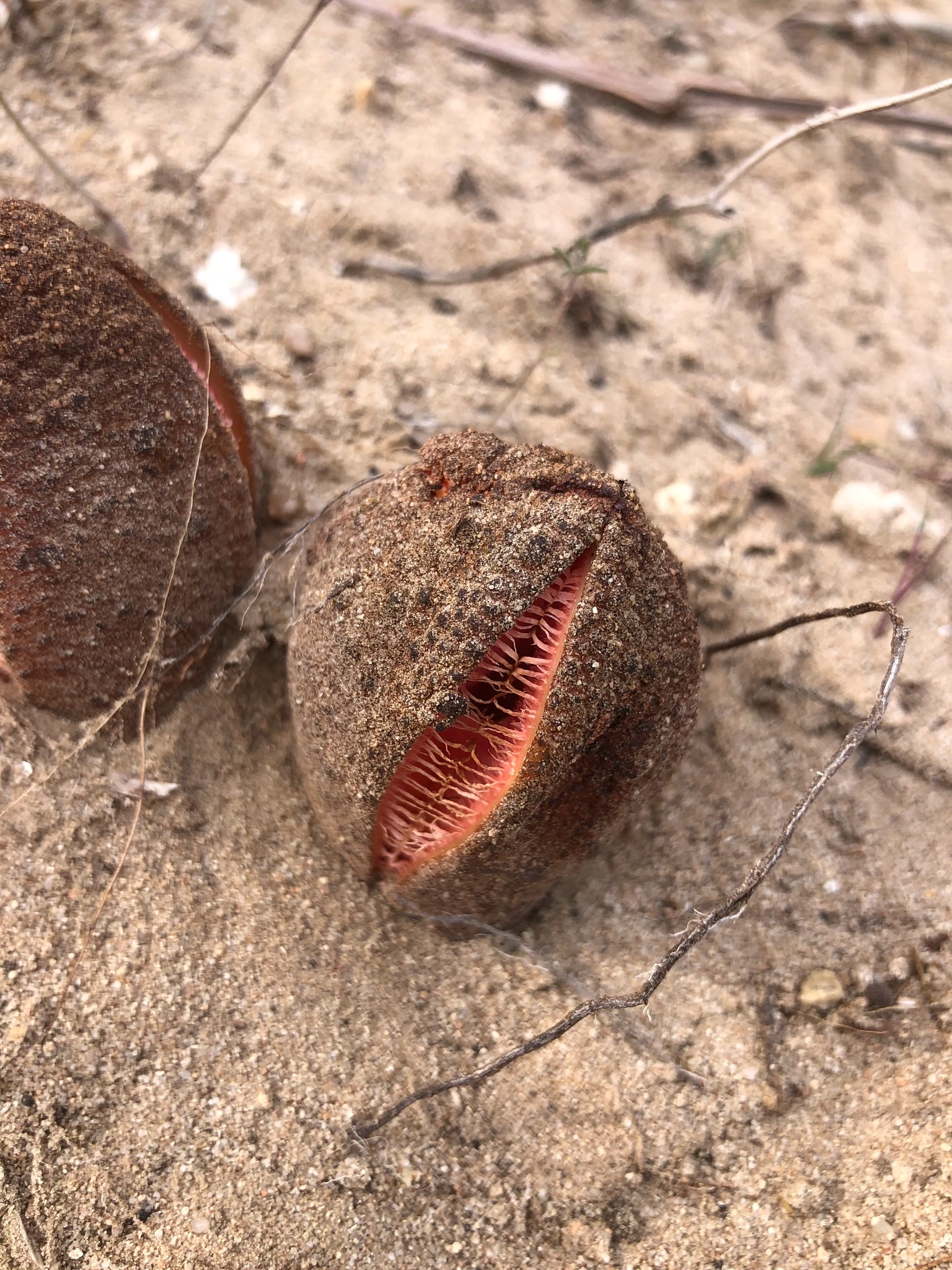 hydnora africana la plante parasite souterraine qui sent la charogne 4 hydnora africana la plante parasite souterraine qui sent la charogne 4