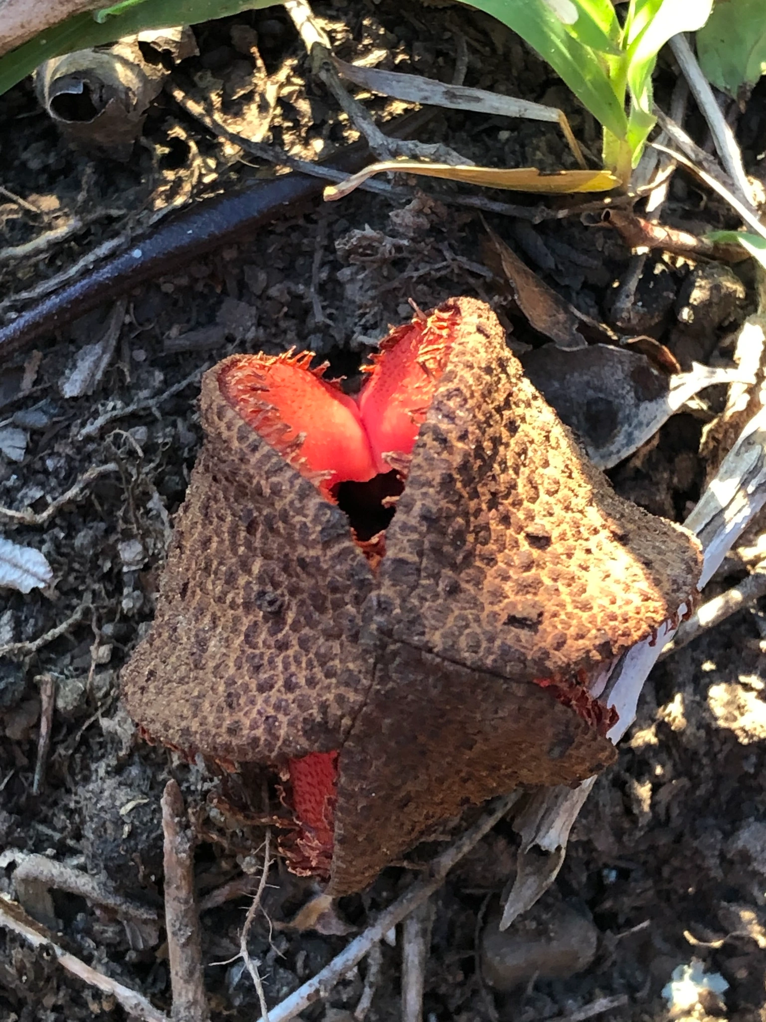 hydnora africana la plante parasite souterraine qui sent la charogne 5 hydnora africana la plante parasite souterraine qui sent la charogne 5