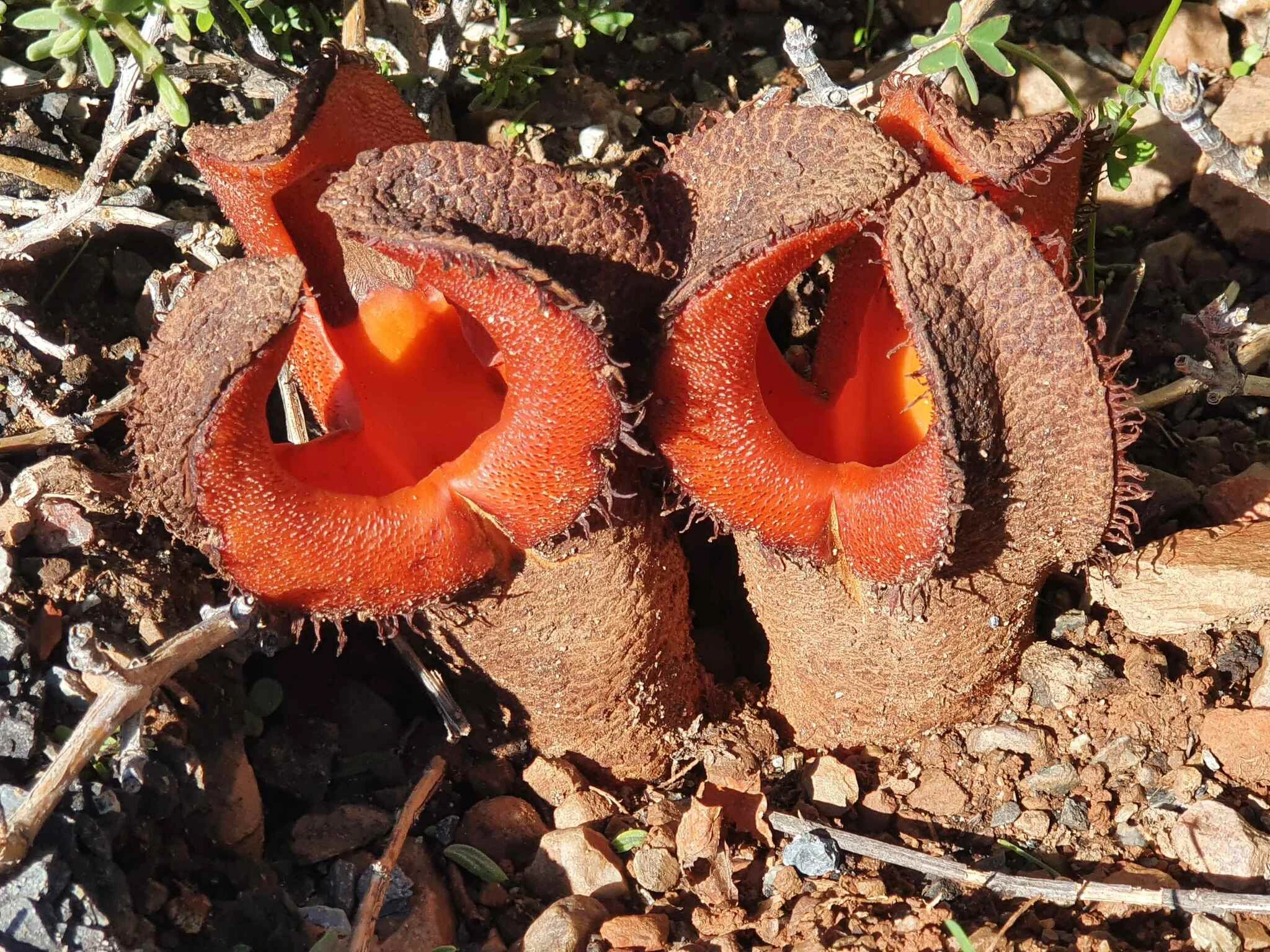 hydnora africana la plante parasite souterraine qui sent la charogne 6 hydnora africana la plante parasite souterraine qui sent la charogne 6