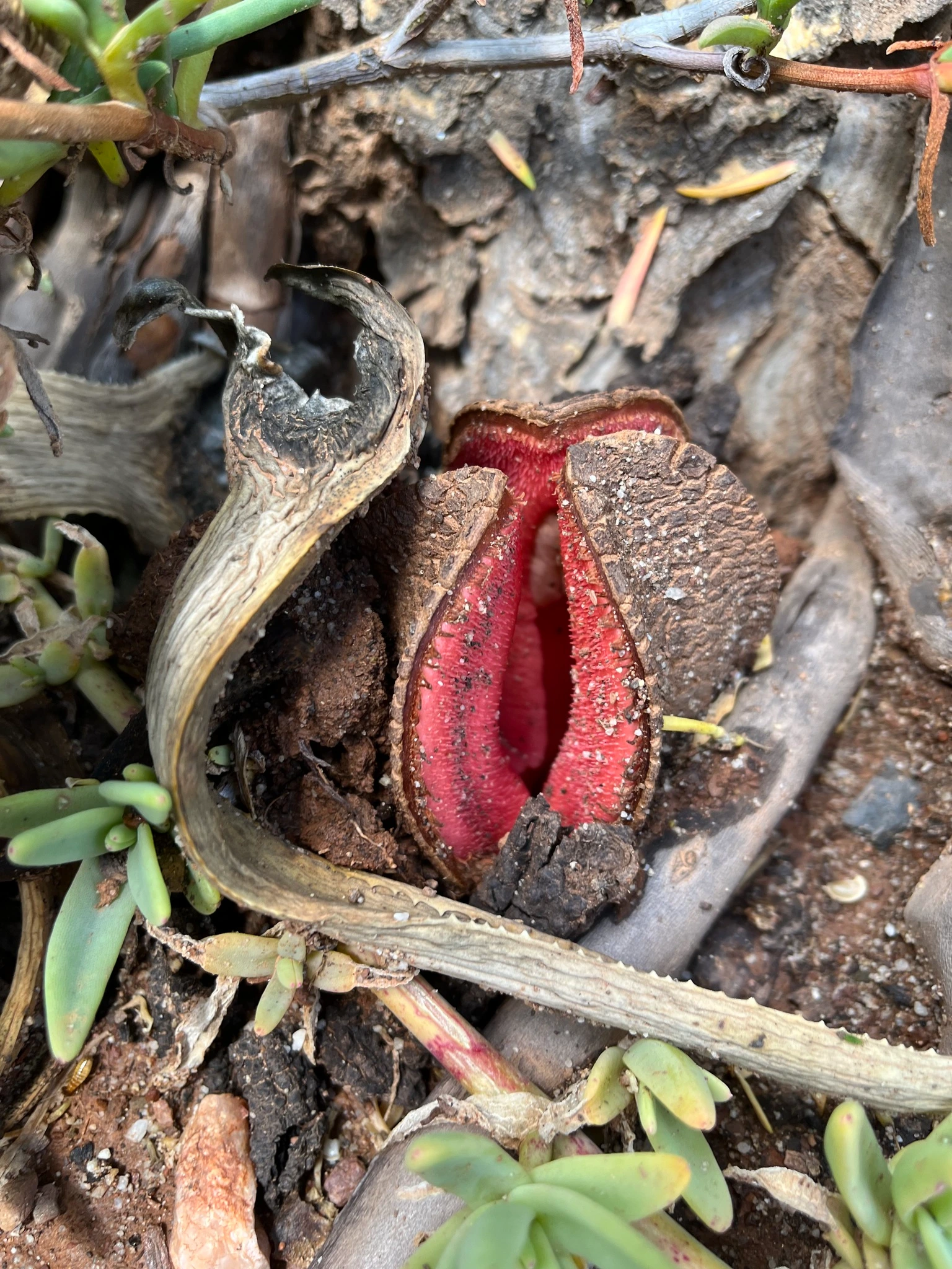 hydnora africana la plante parasite souterraine qui sent la charogne 7 hydnora africana la plante parasite souterraine qui sent la charogne 7