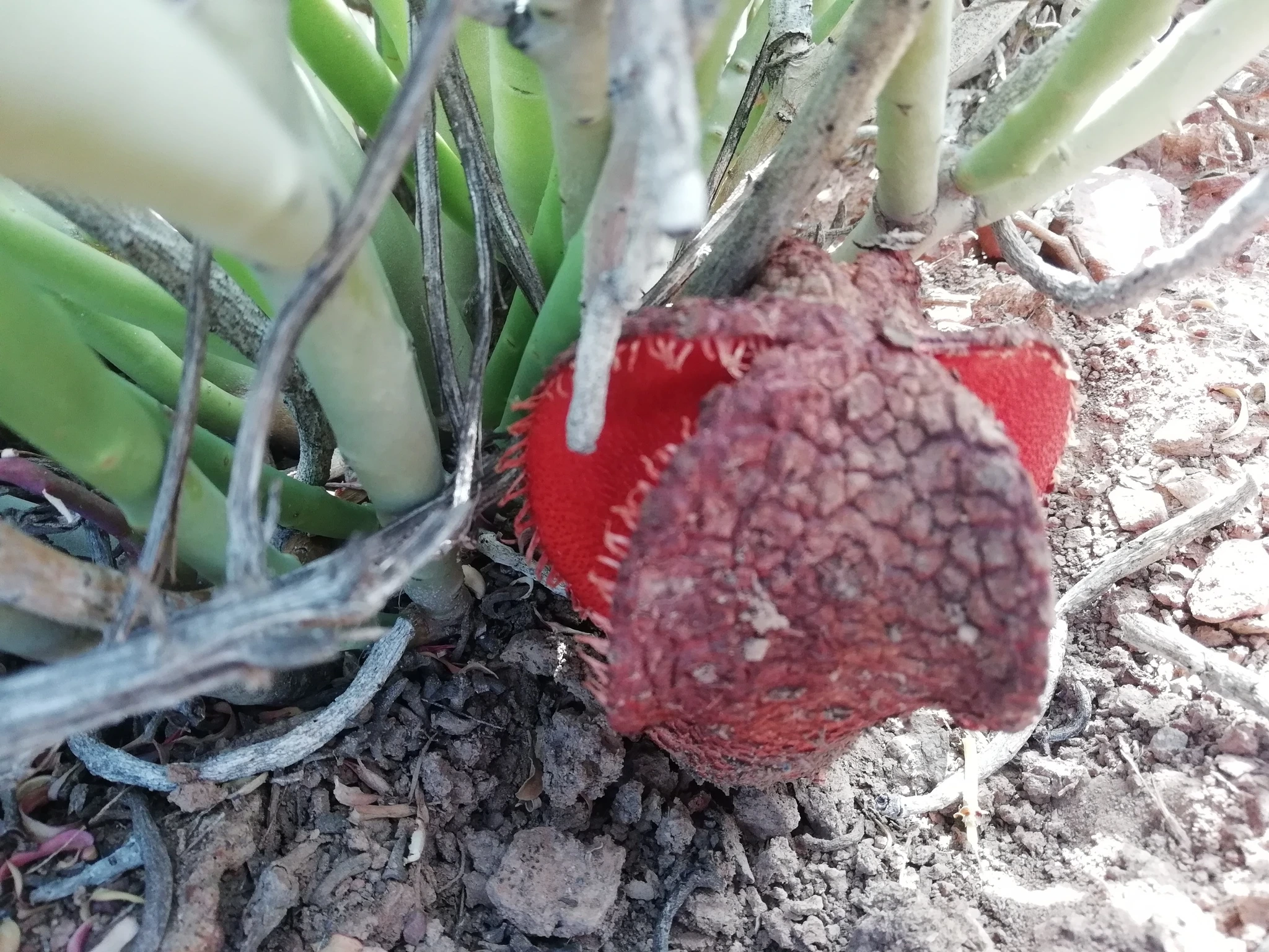 hydnora africana la plante parasite souterraine qui sent la charogne 8 hydnora africana la plante parasite souterraine qui sent la charogne 8