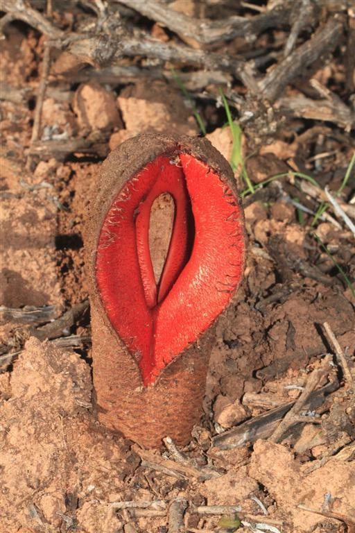 hydnora africana la plante parasite souterraine qui sent la charogne 9 hydnora africana la plante parasite souterraine qui sent la charogne 9