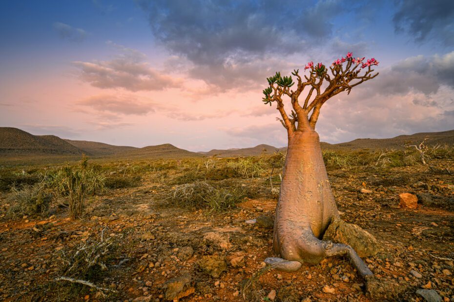 rose du desert de socotra adenium socotranum yemen 1
