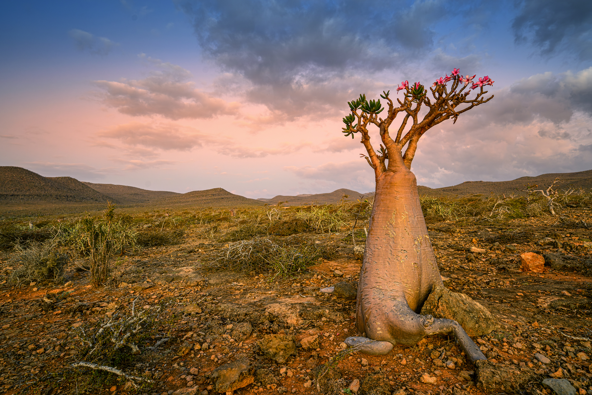 La rose du désert de Socotra, une plante géante qui semble venue d’une autre planète rose du desert de socotra adenium socotranum yemen 1 La rose du désert de Socotra, une plante géante qui semble venue d’une autre planète