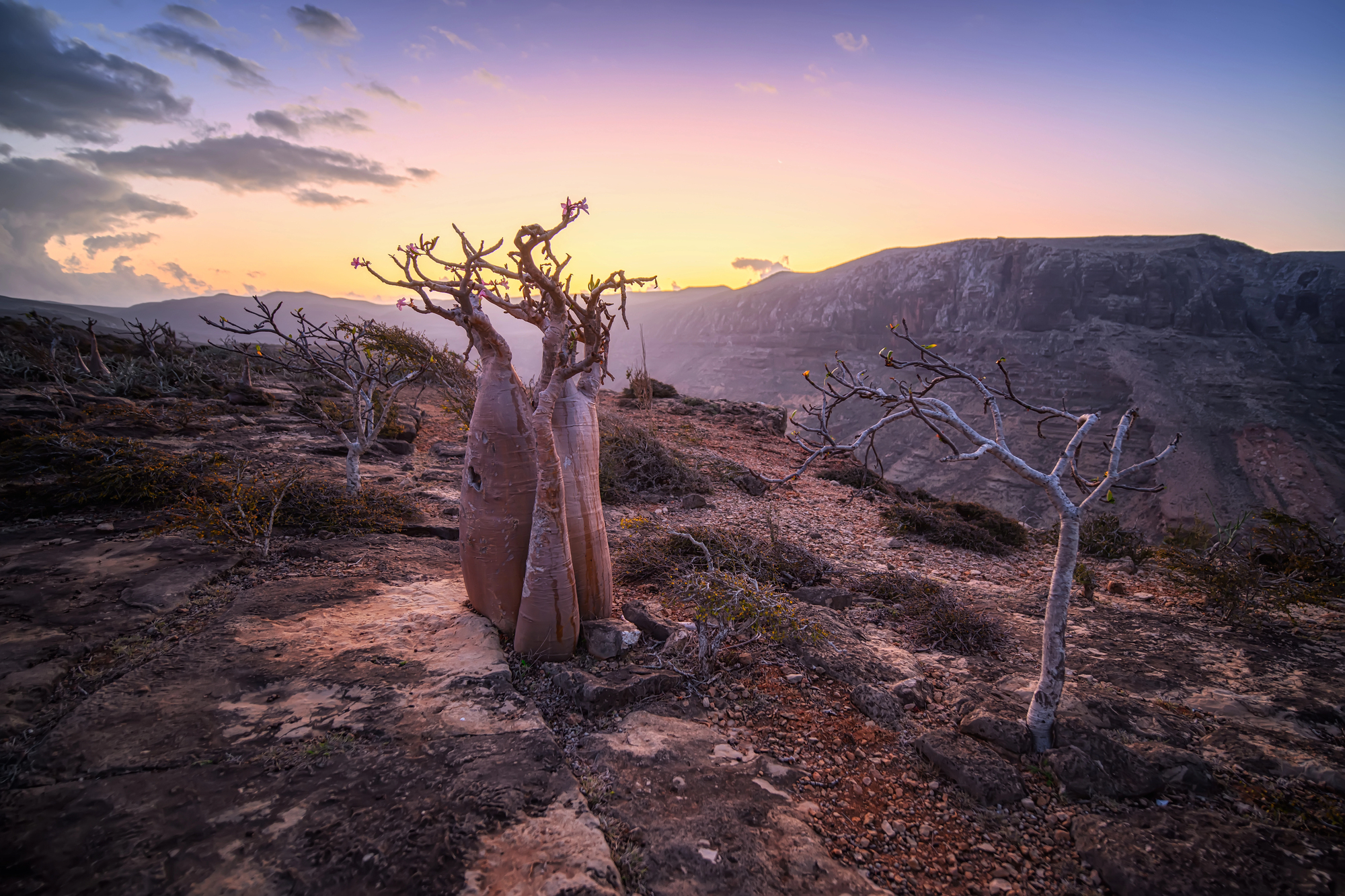 rose du desert de socotra adenium socotranum yemen 10 rose du desert de socotra adenium socotranum yemen 10